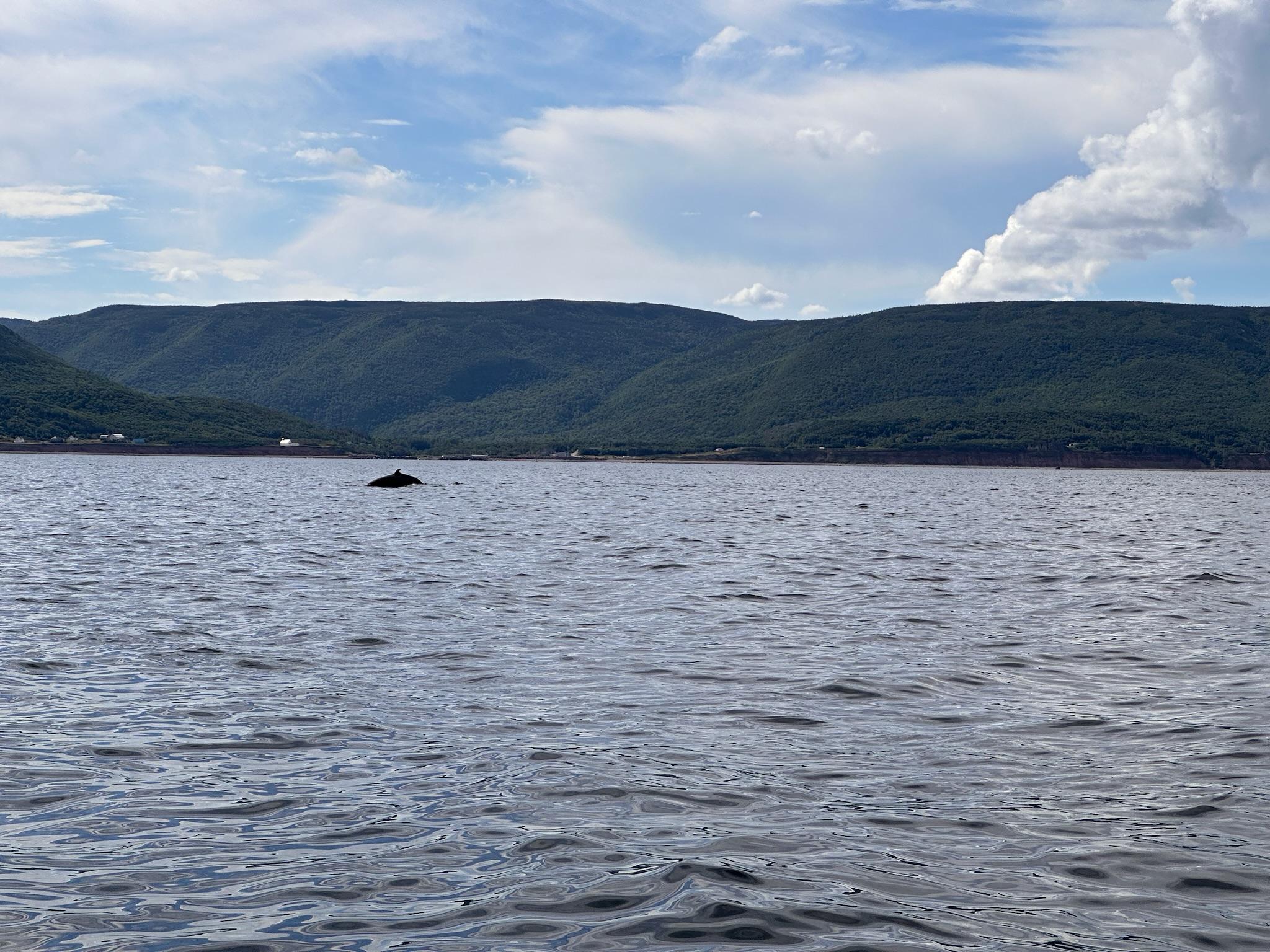 There’s a whale in this photo