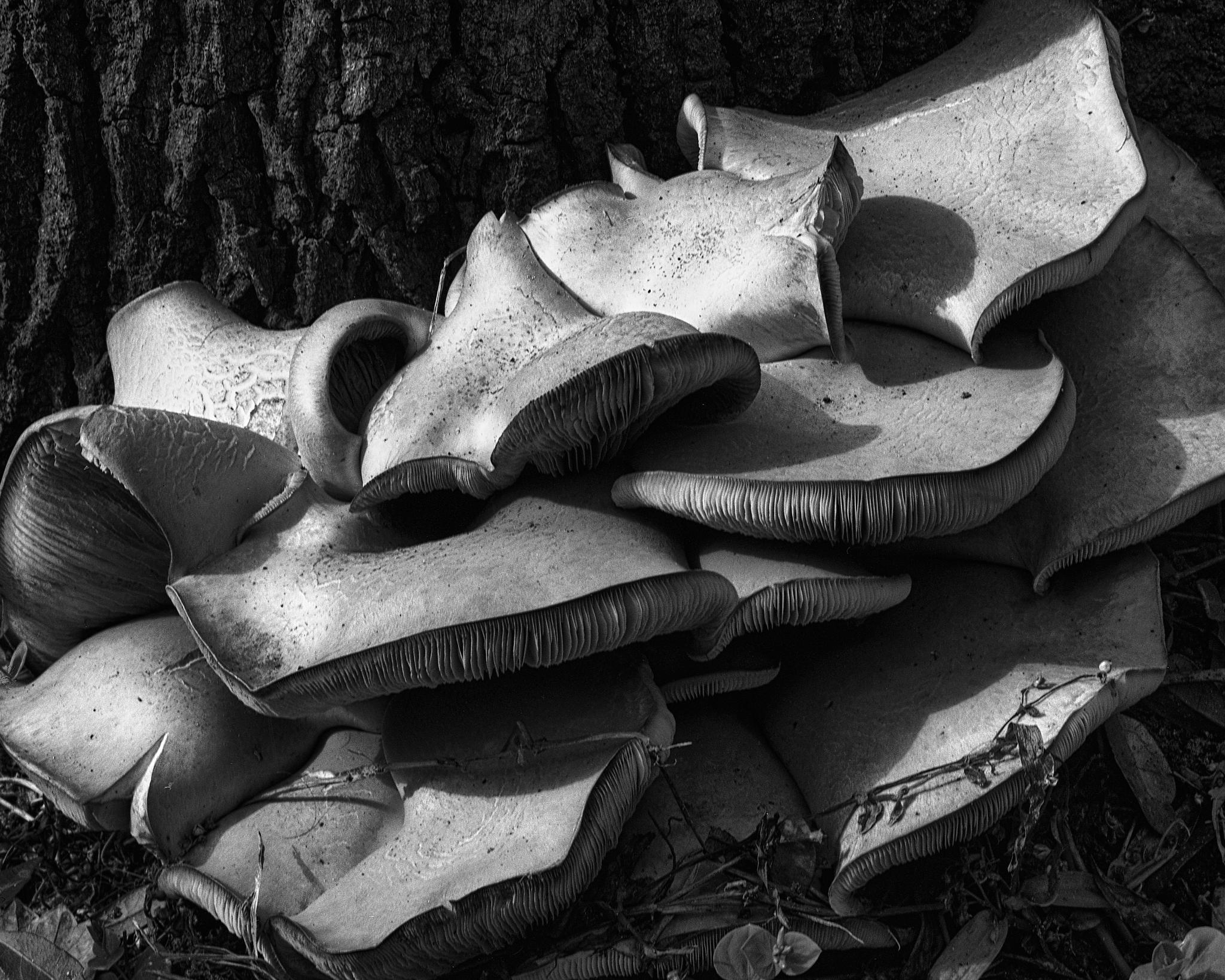Fungus