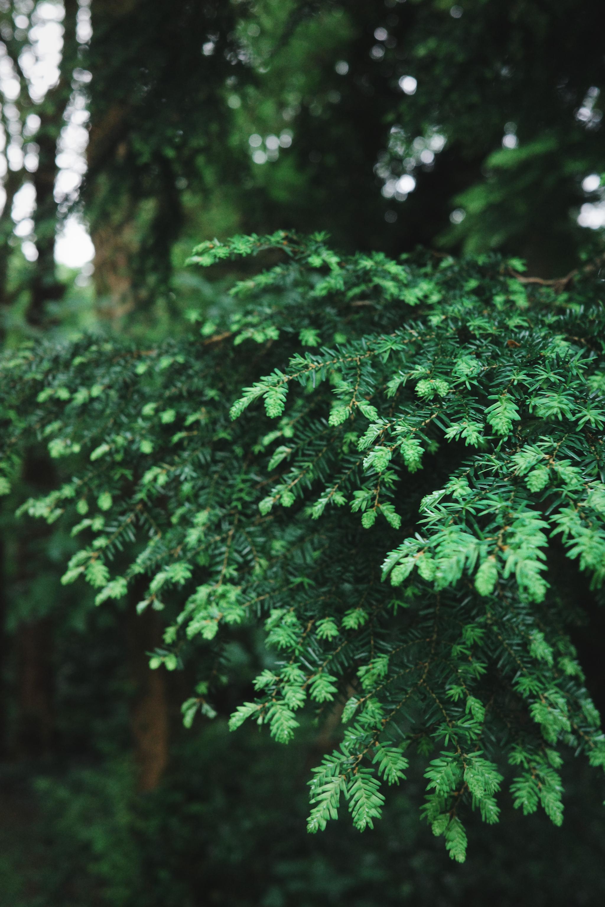 Leaves