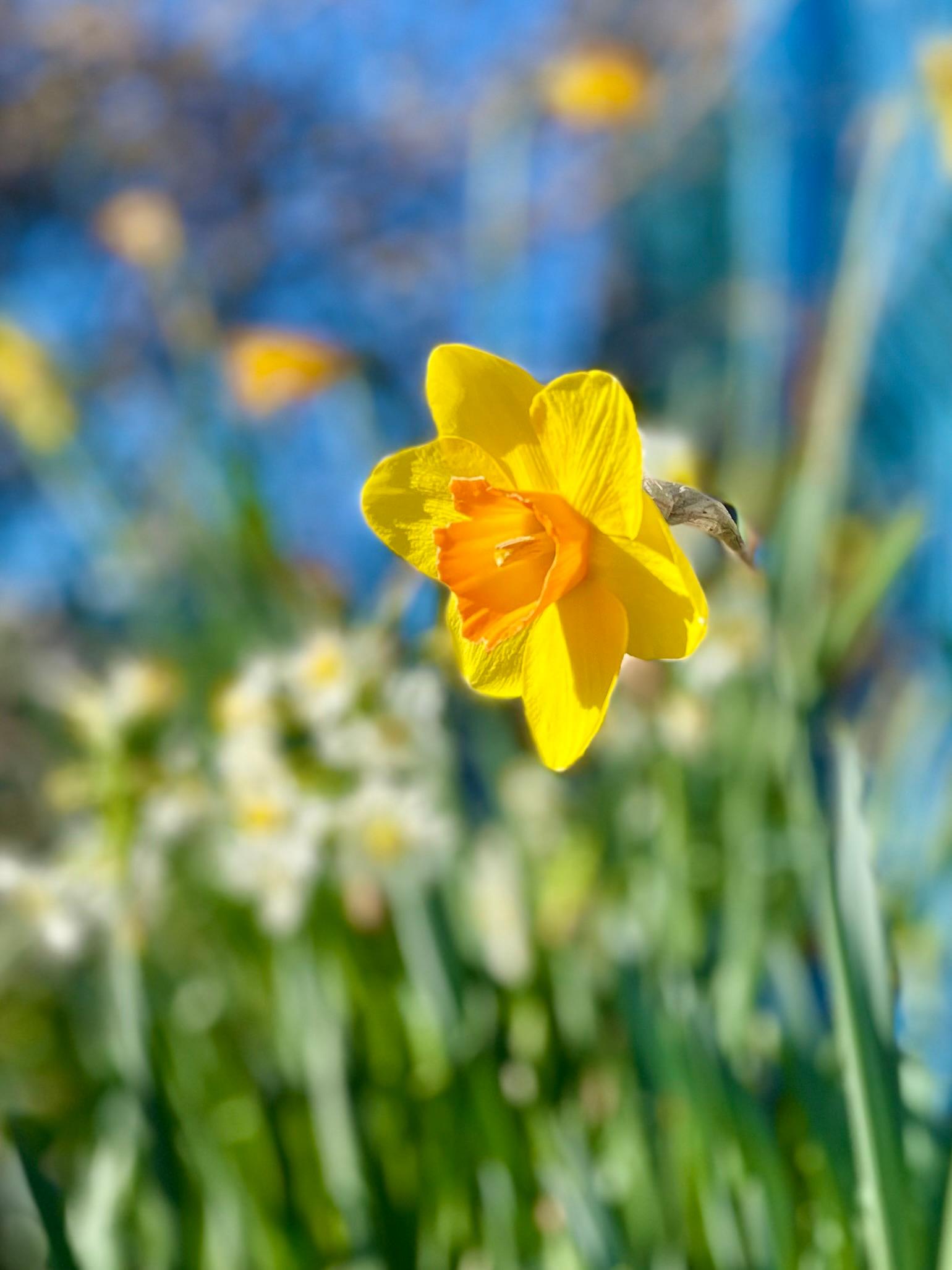 Daffodil, Dreaming
