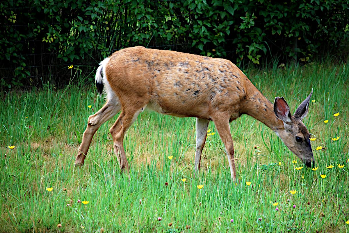 Young doe.