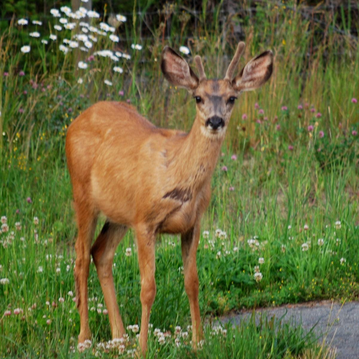 The buck's little brother.