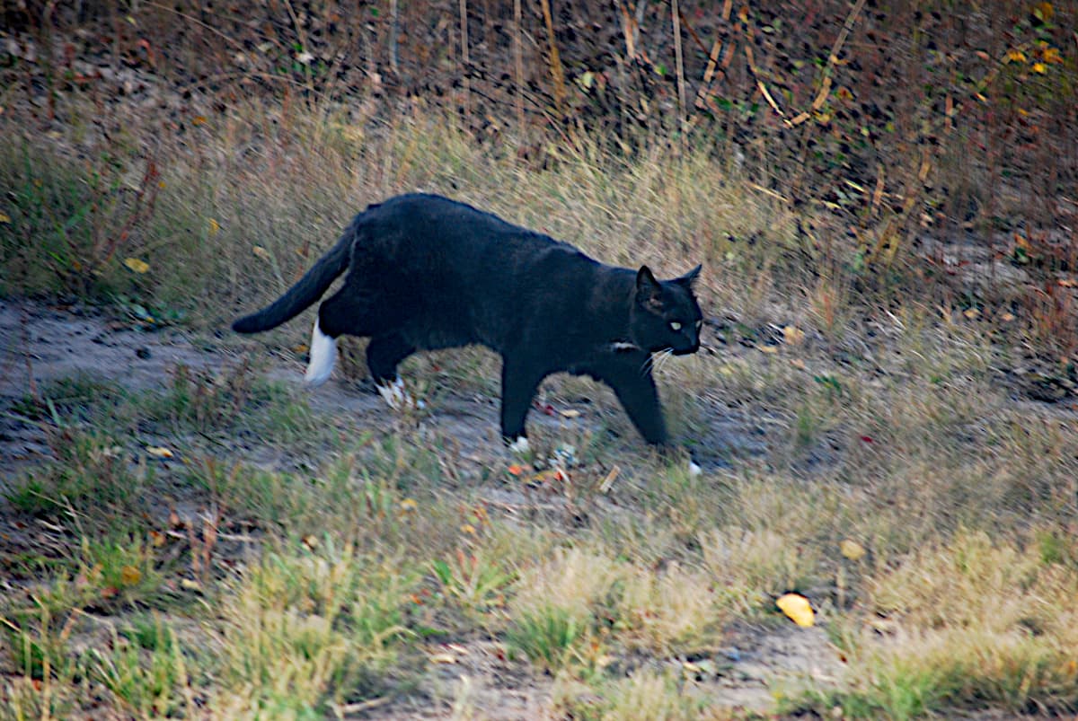 Stalking cat.