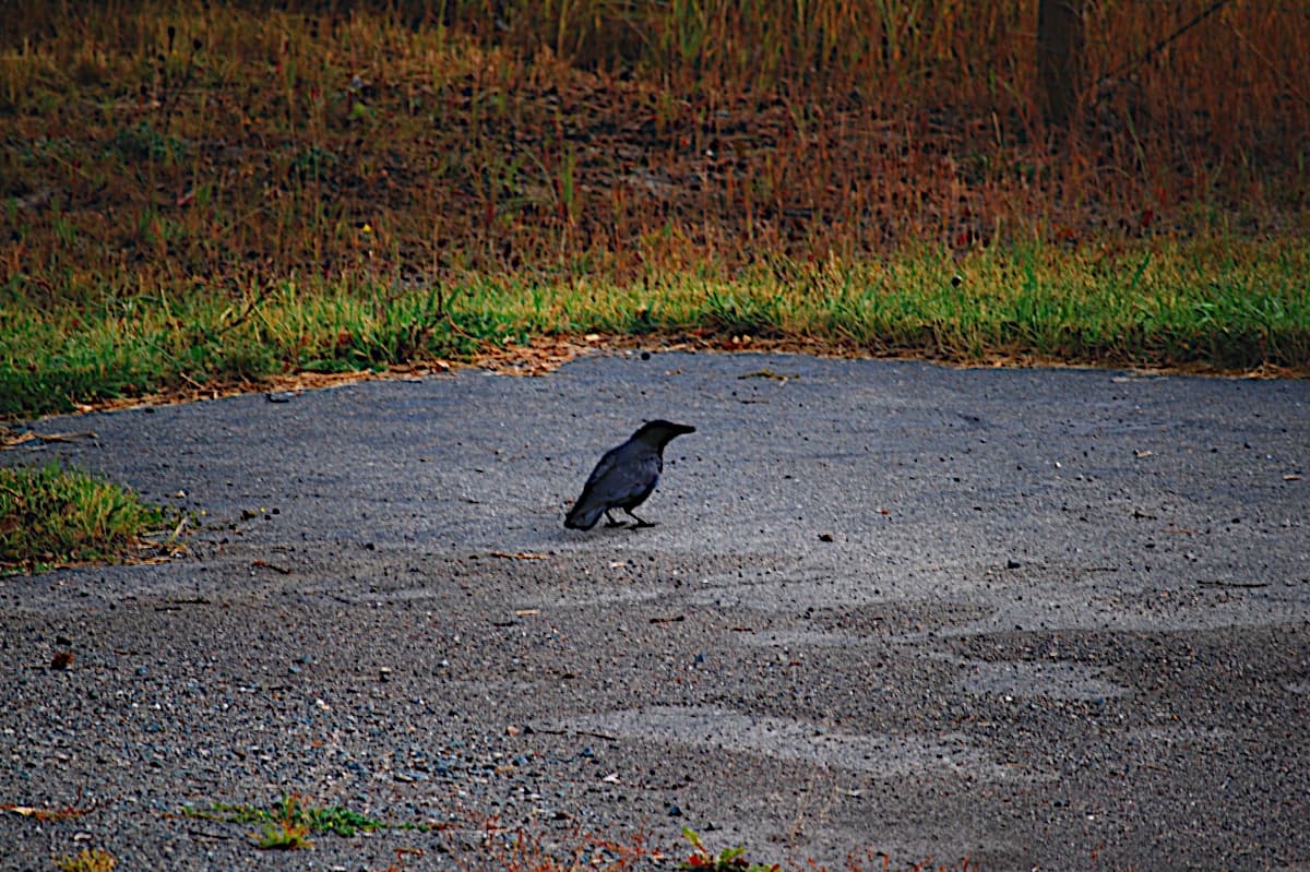 Oblivious bird.