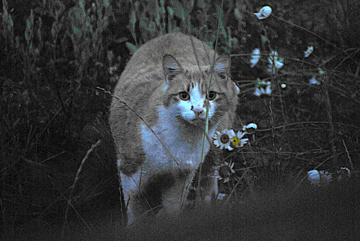 Taken in the earliest light of day; had to increase exposure 6 stops in post!
