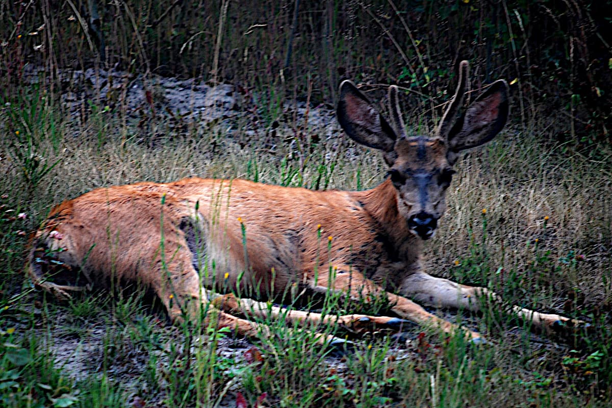 Lying down in the evening.