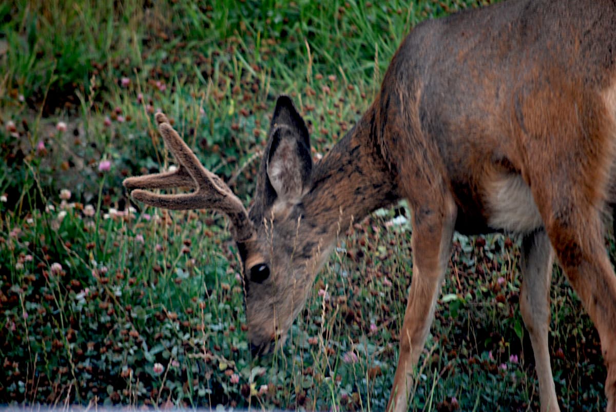 Bucky the Buck.
