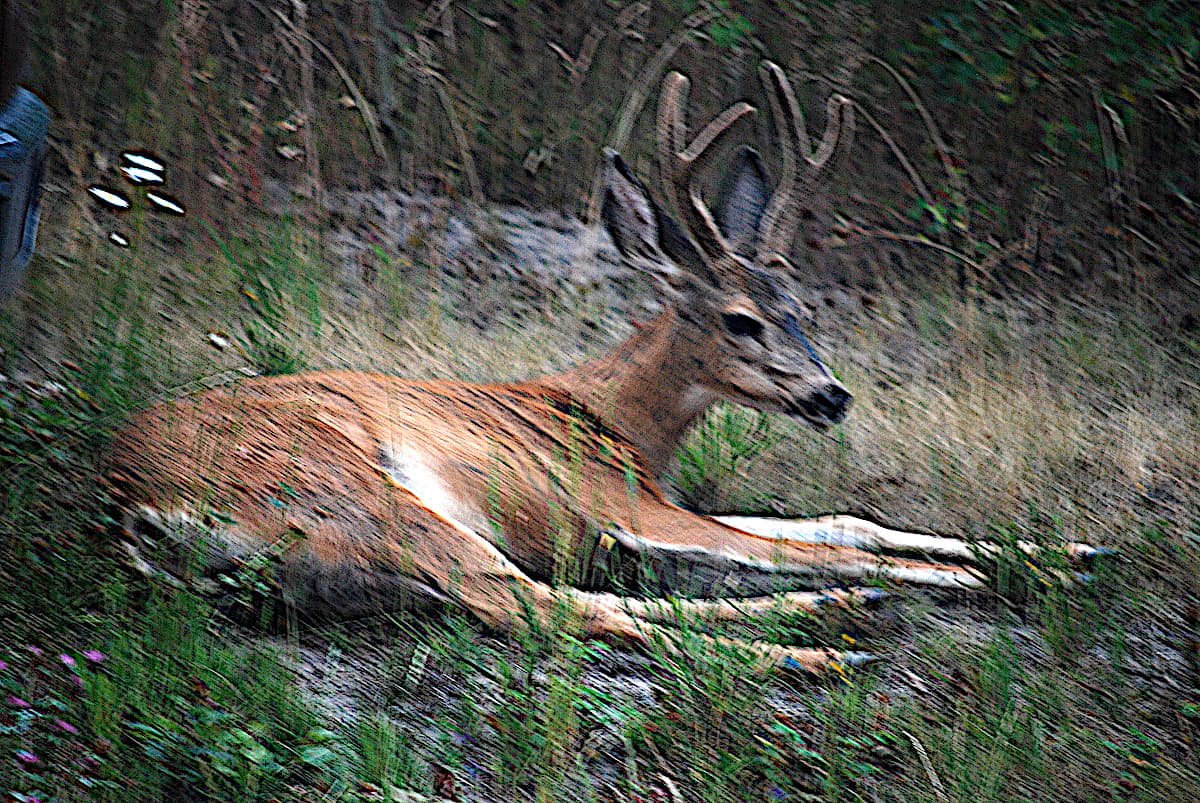 A different buck. Taken in the evening: poor light = bad focus.