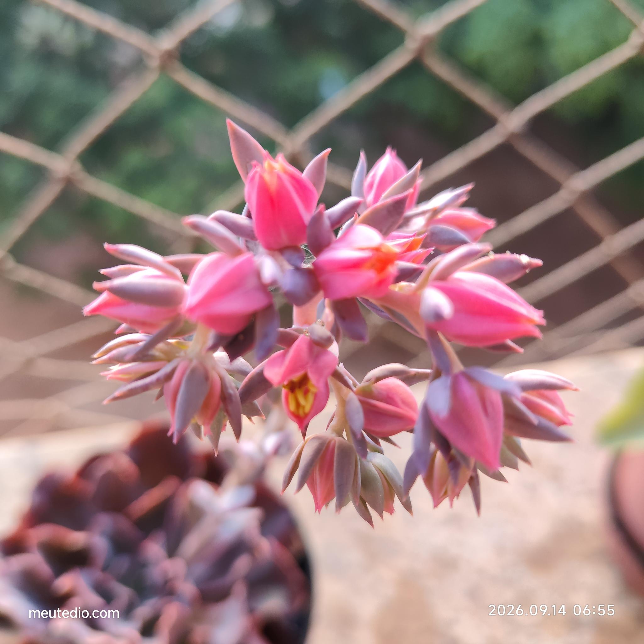 Flor e árvore