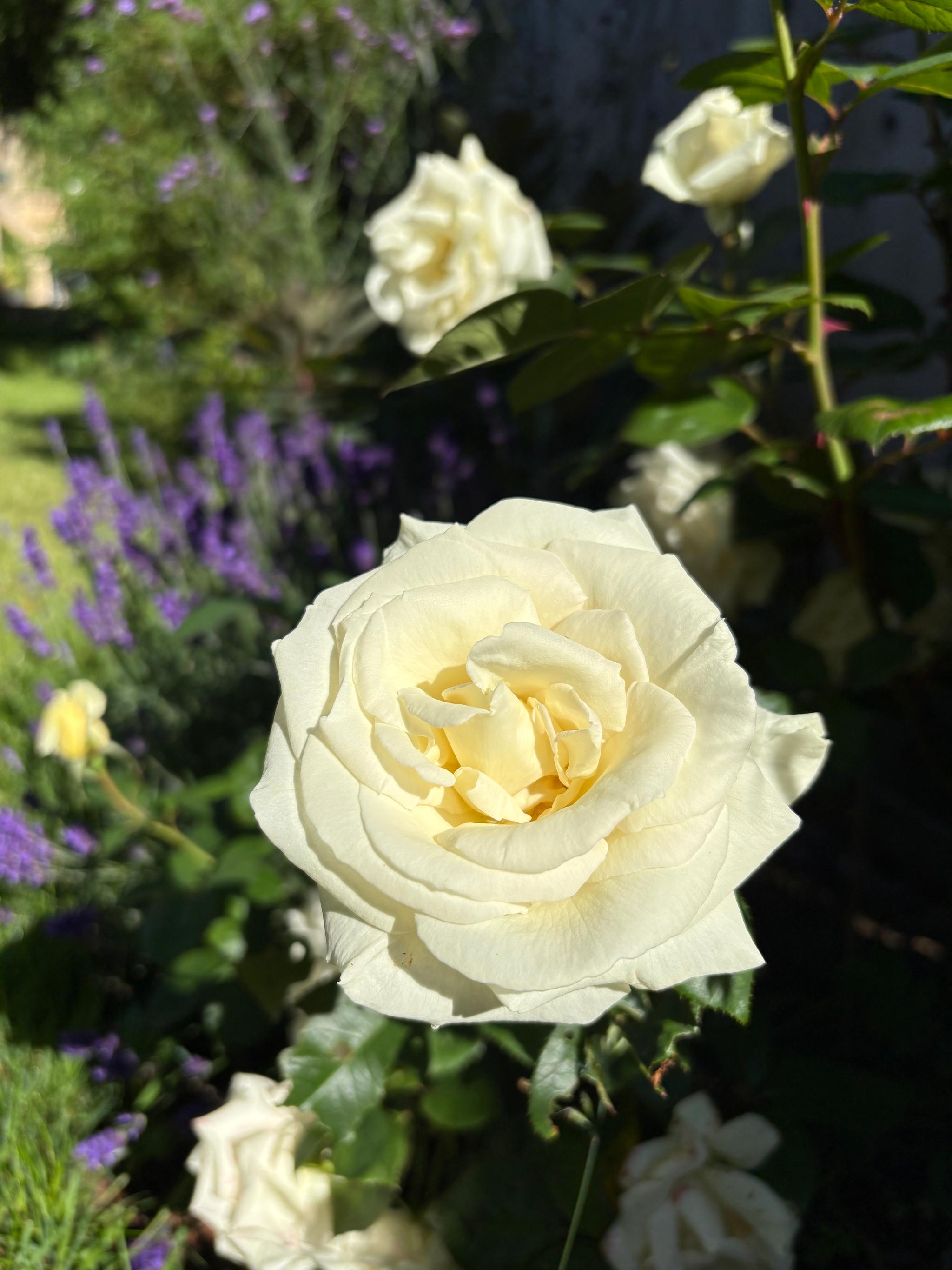 An English rose