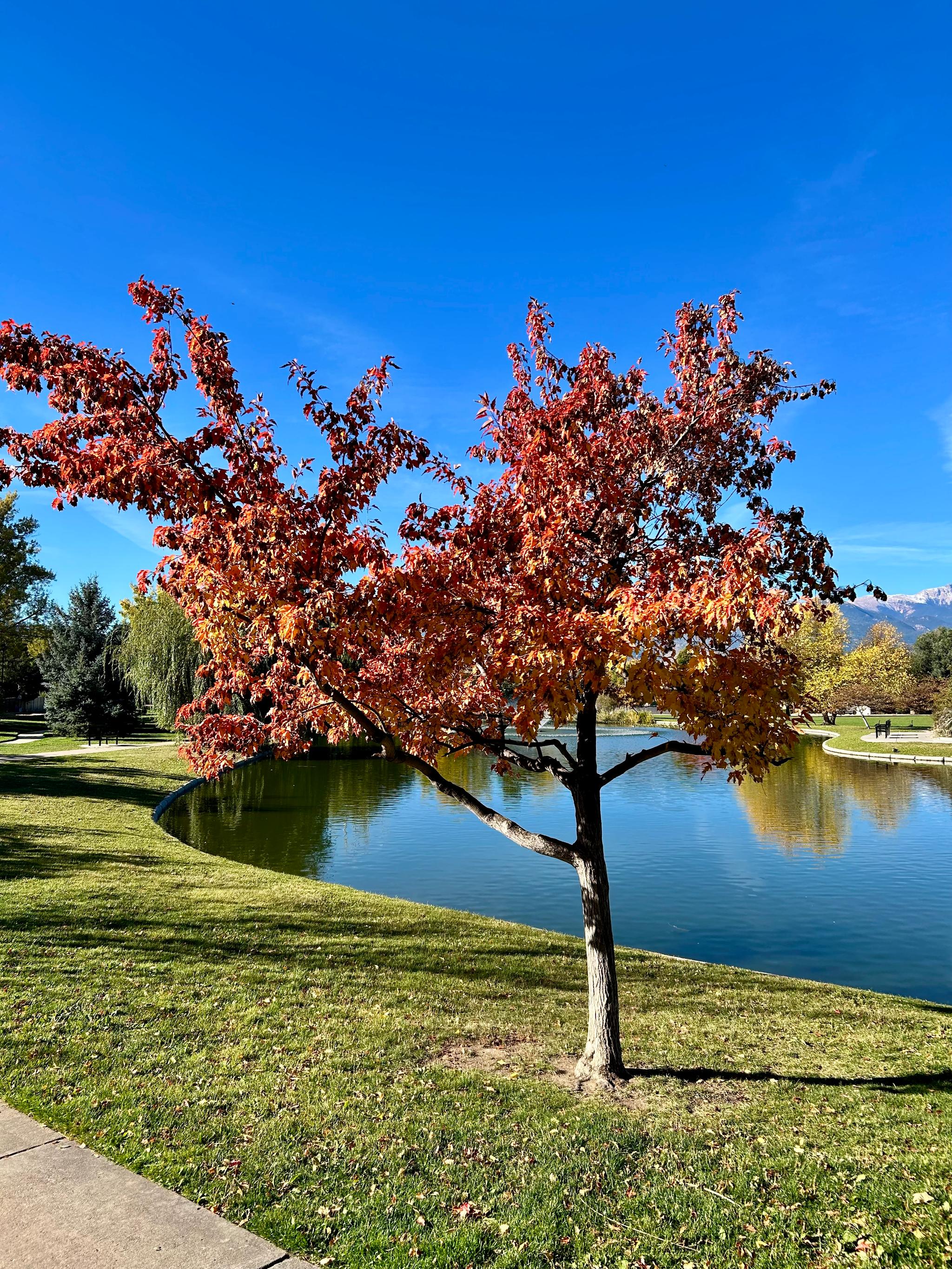 Changing leaves alone in the park