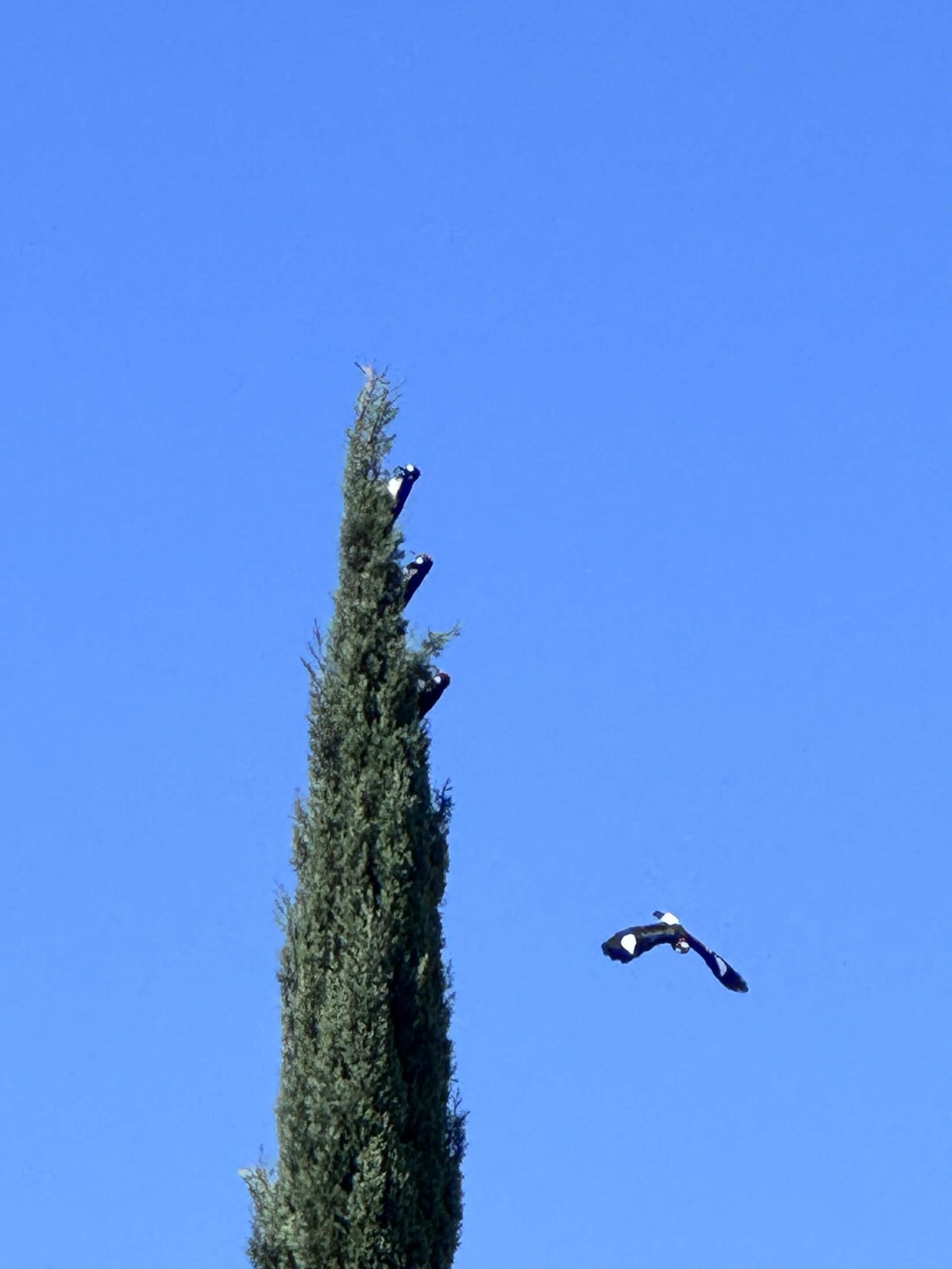 family of acorn woodpeckers on the autumnal equinox