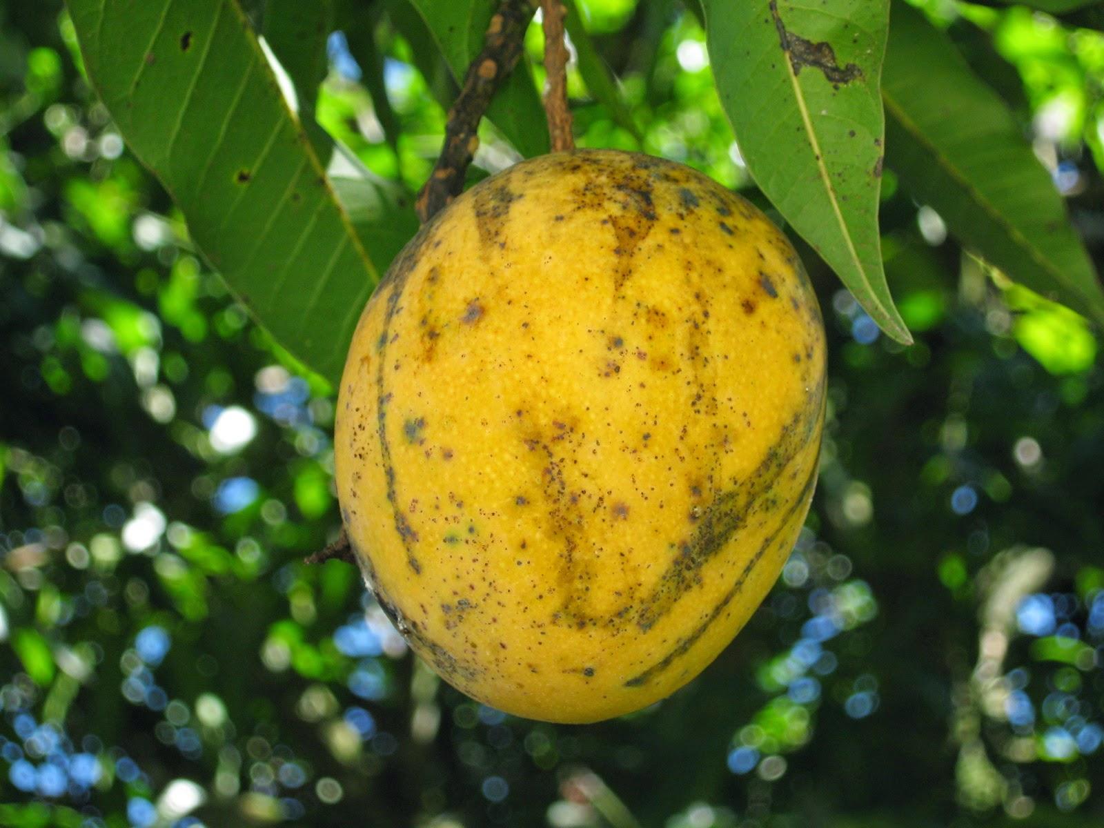 Mango Fruit