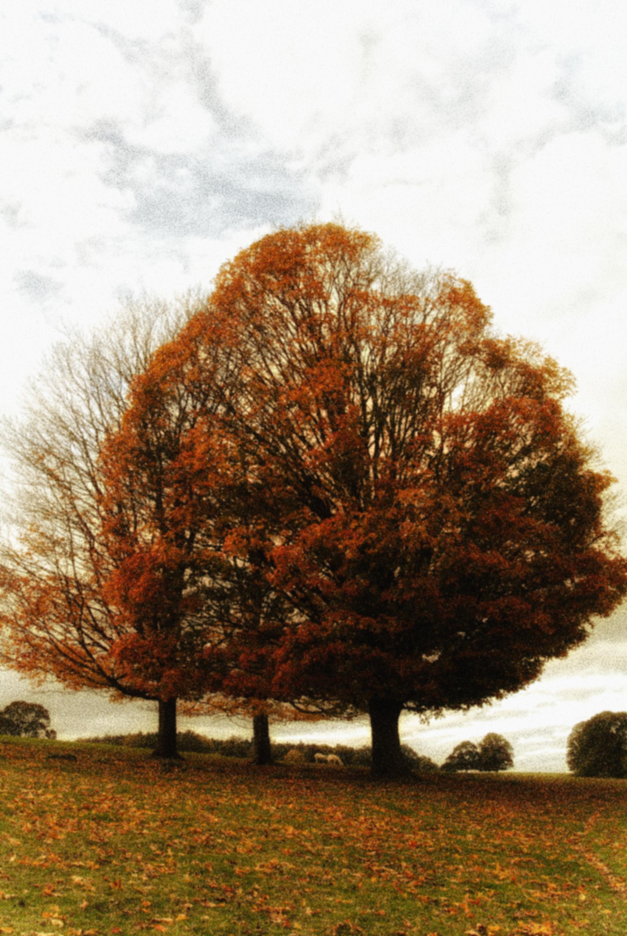 Autumn colours
