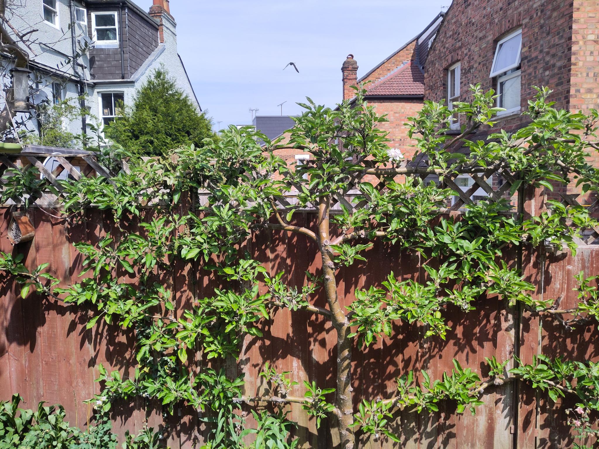 Branching North