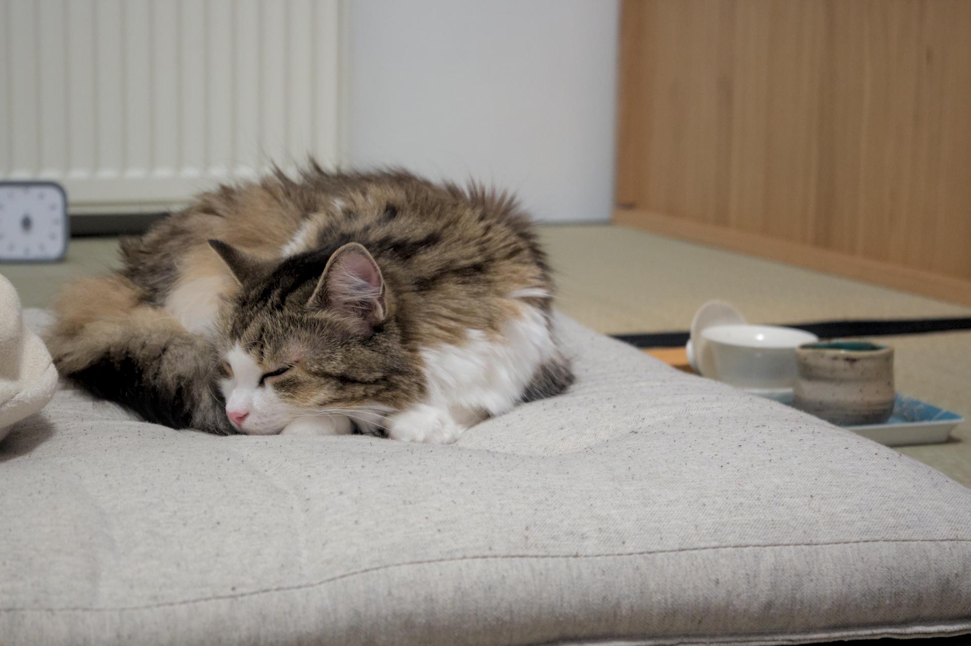 After tea, the cat fell asleep
