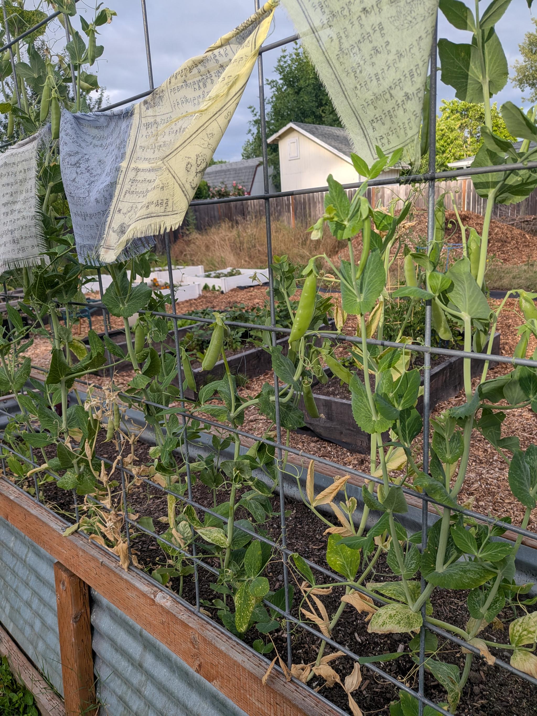Peas