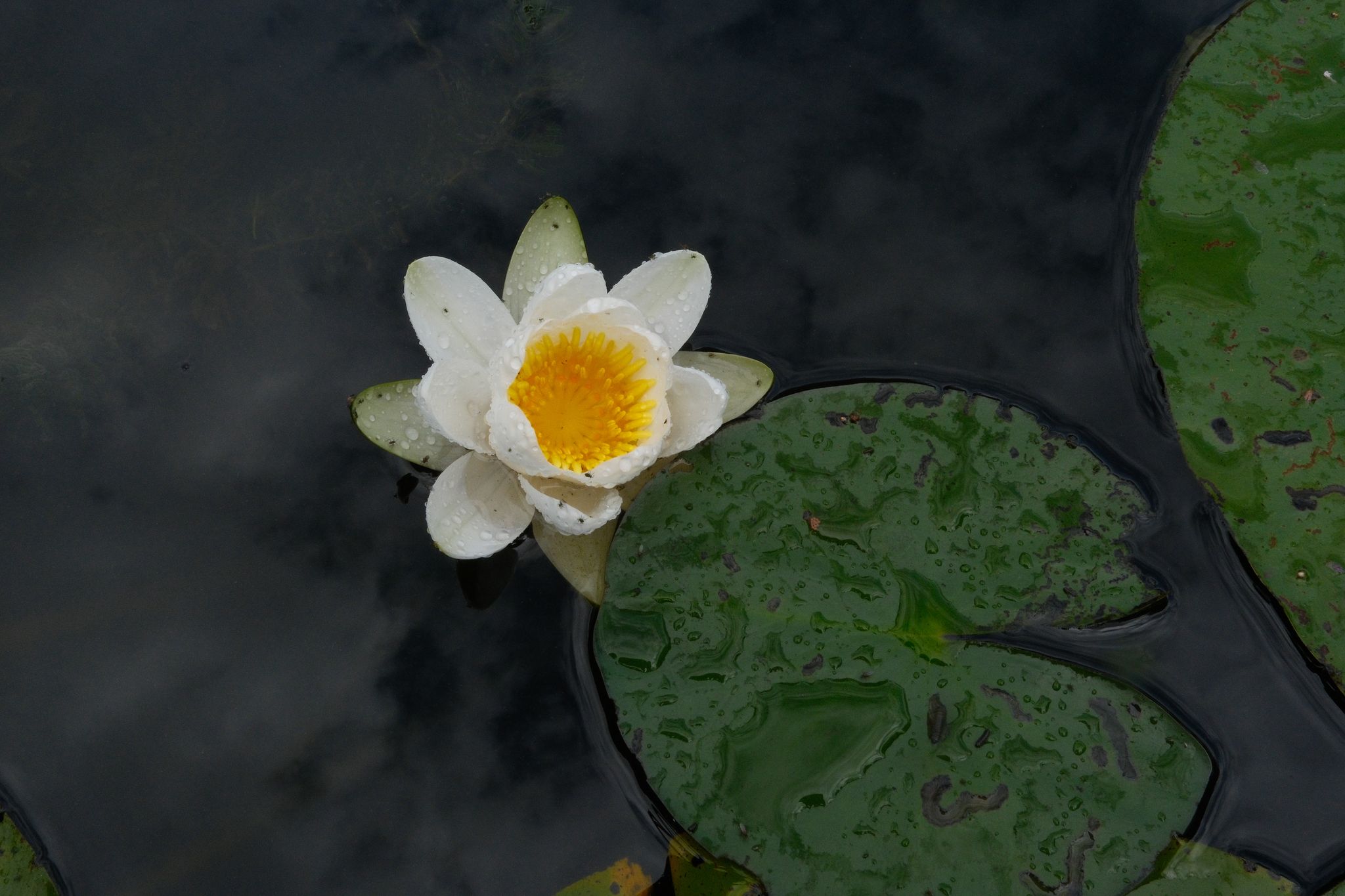Photo from "Need help with photoshoot centennial Stadspark."