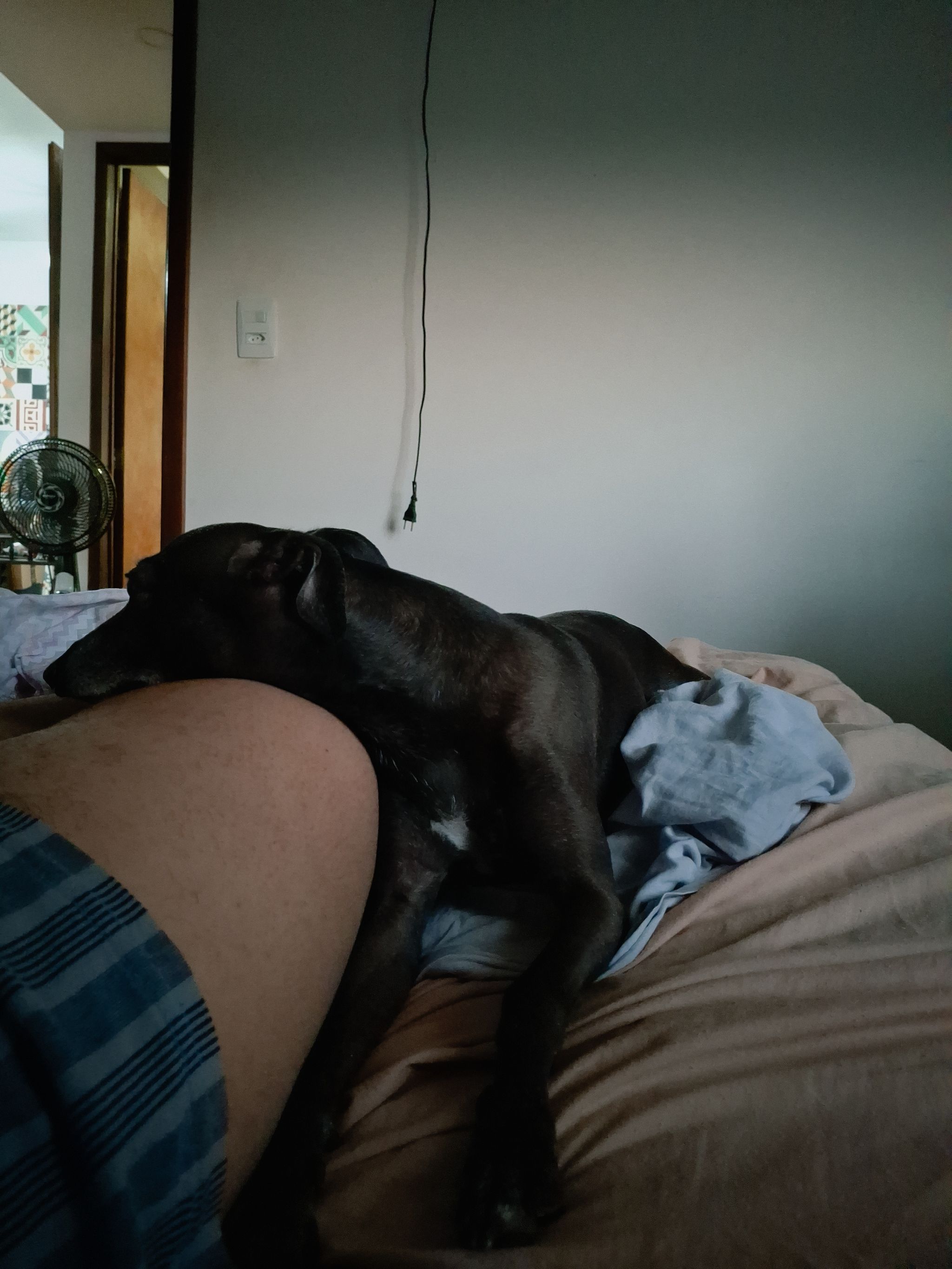 Cachorro preto com a cabeça apoiada numa perna