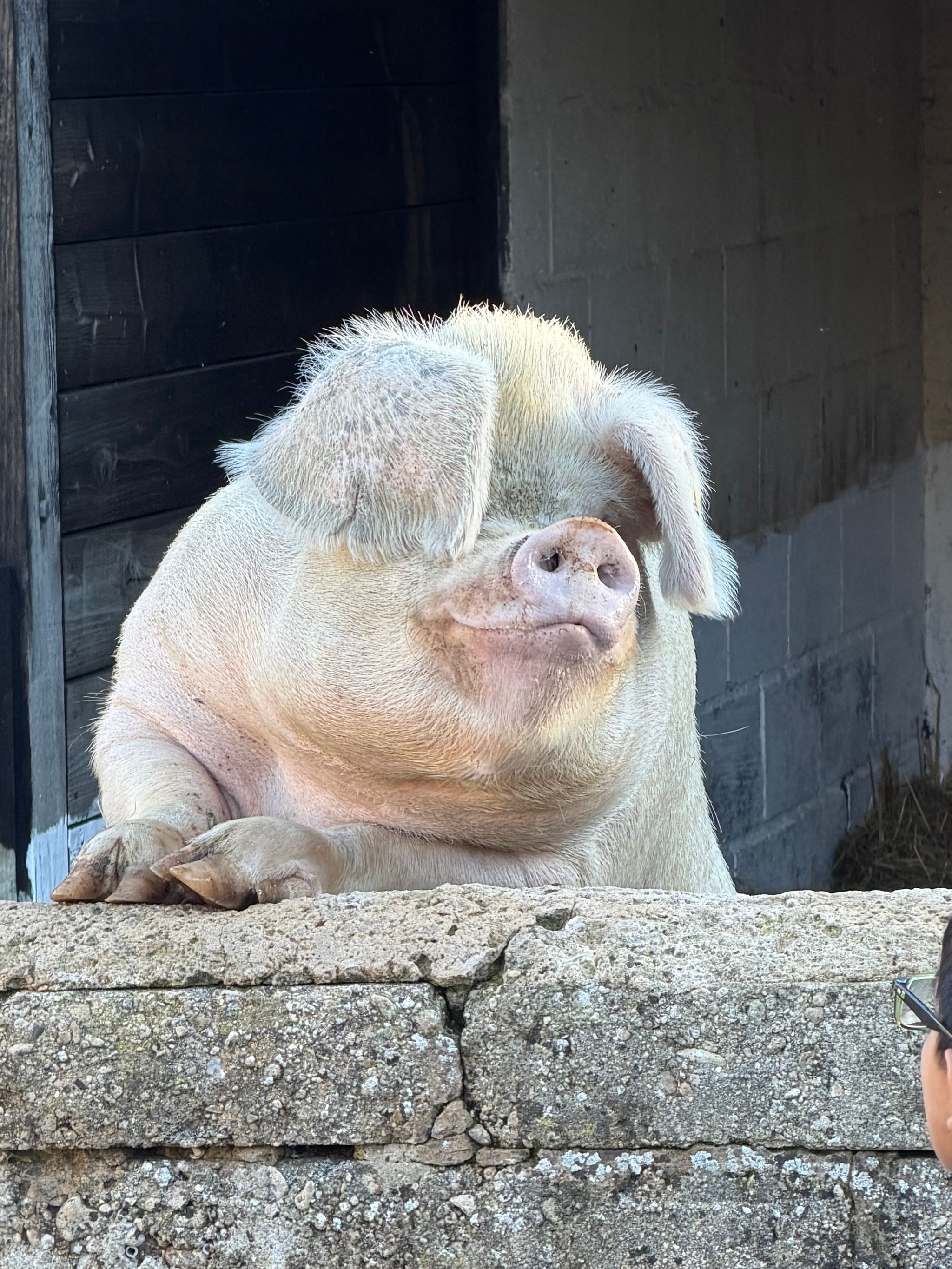 Photo from "Pop up Pig"