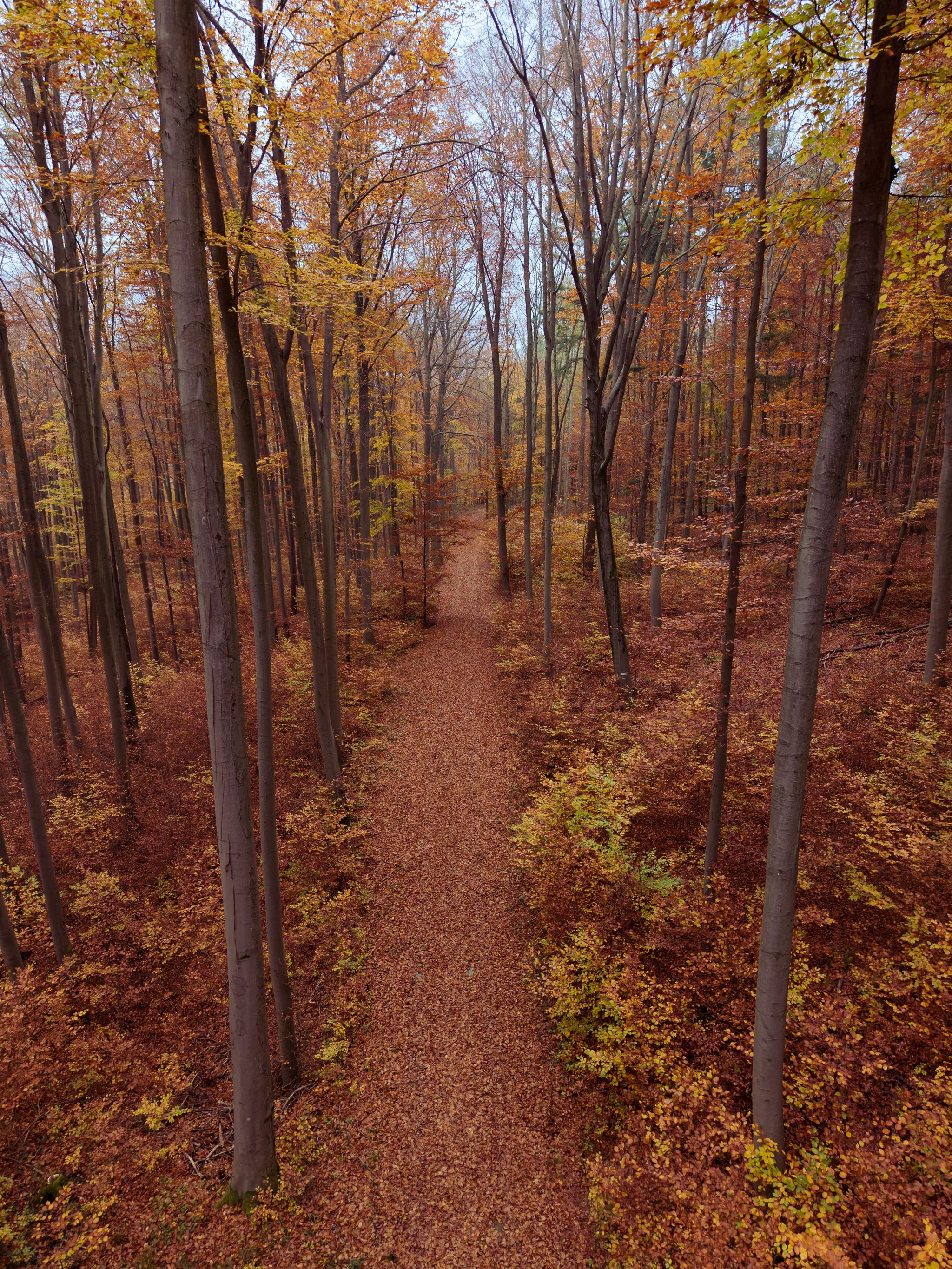 Photo from "Autumn forest"