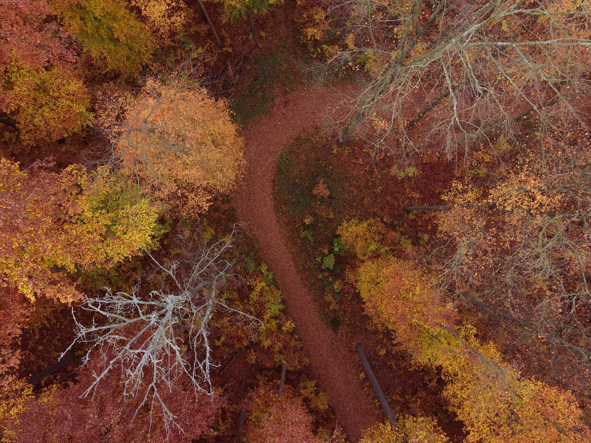 Photo from "Autumn forest"