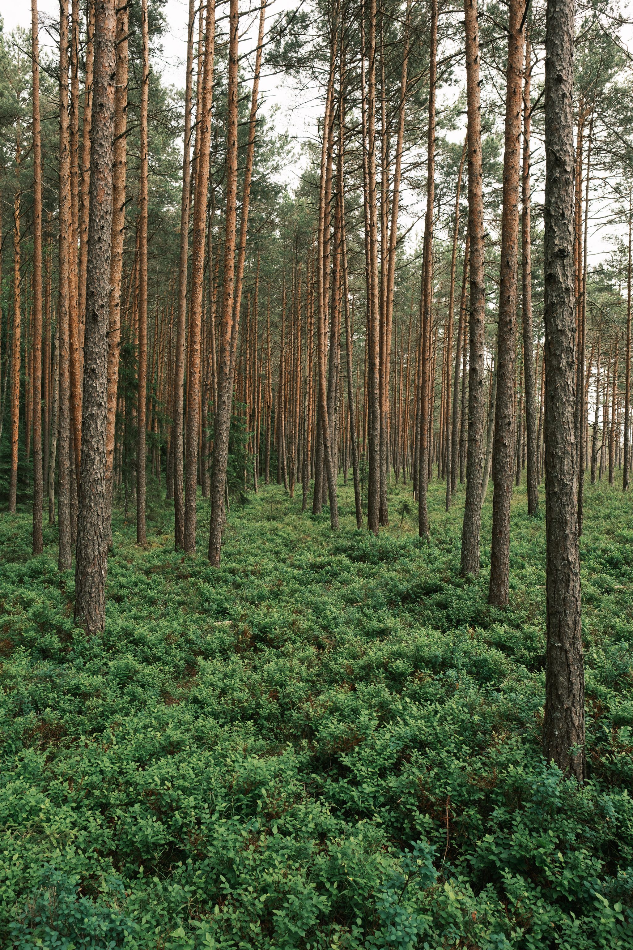 Photo from "Estonia"