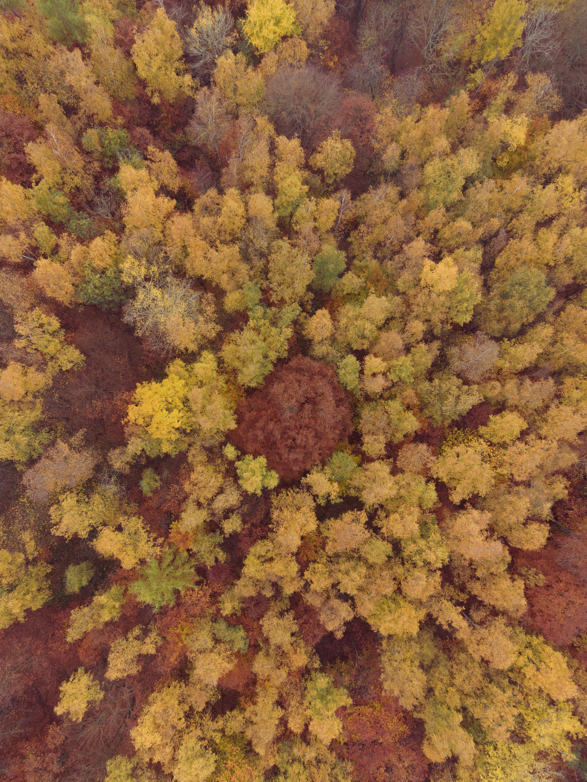 Photo from "Autumn forest"