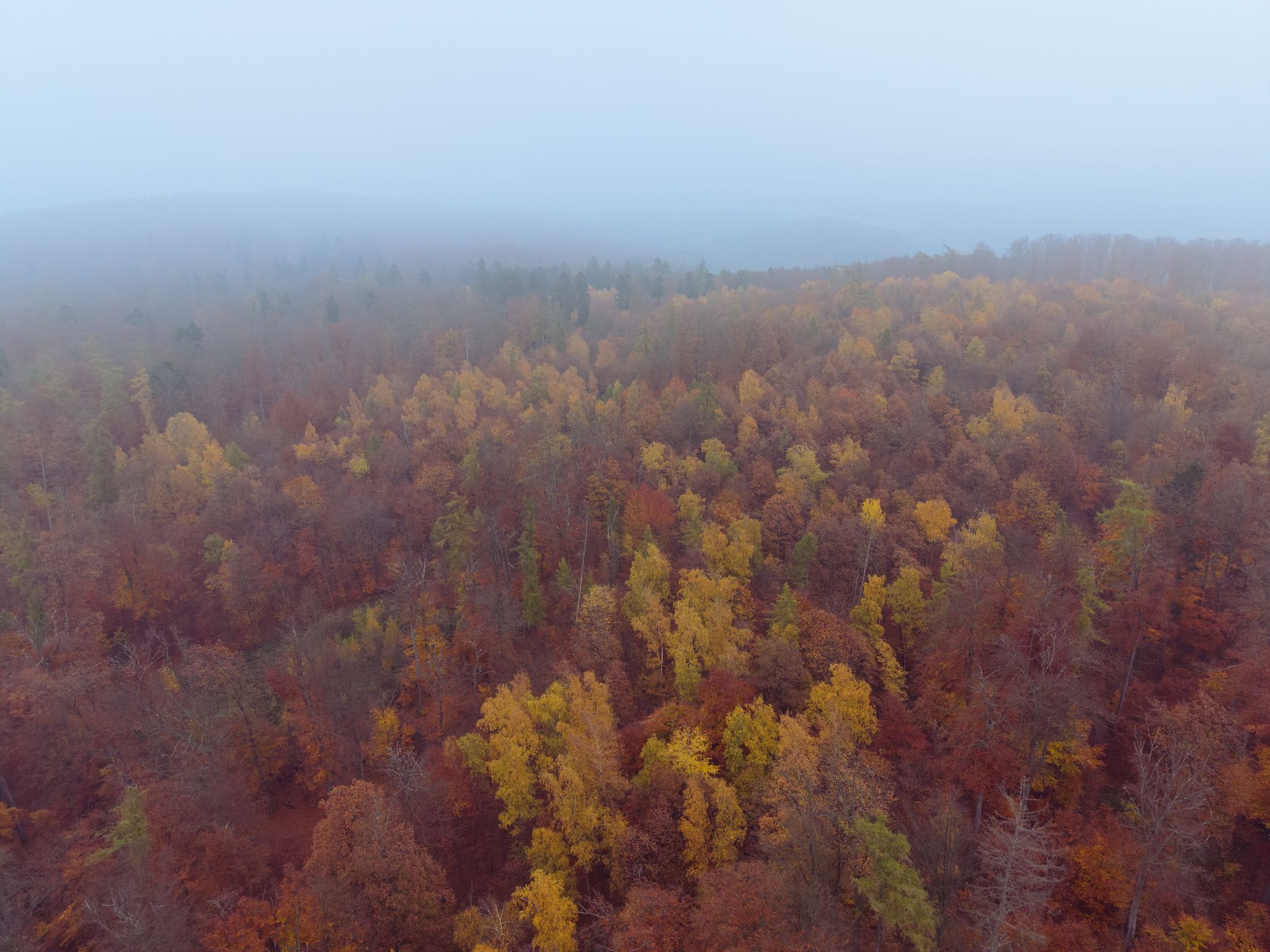 Photo from "Autumn forest"