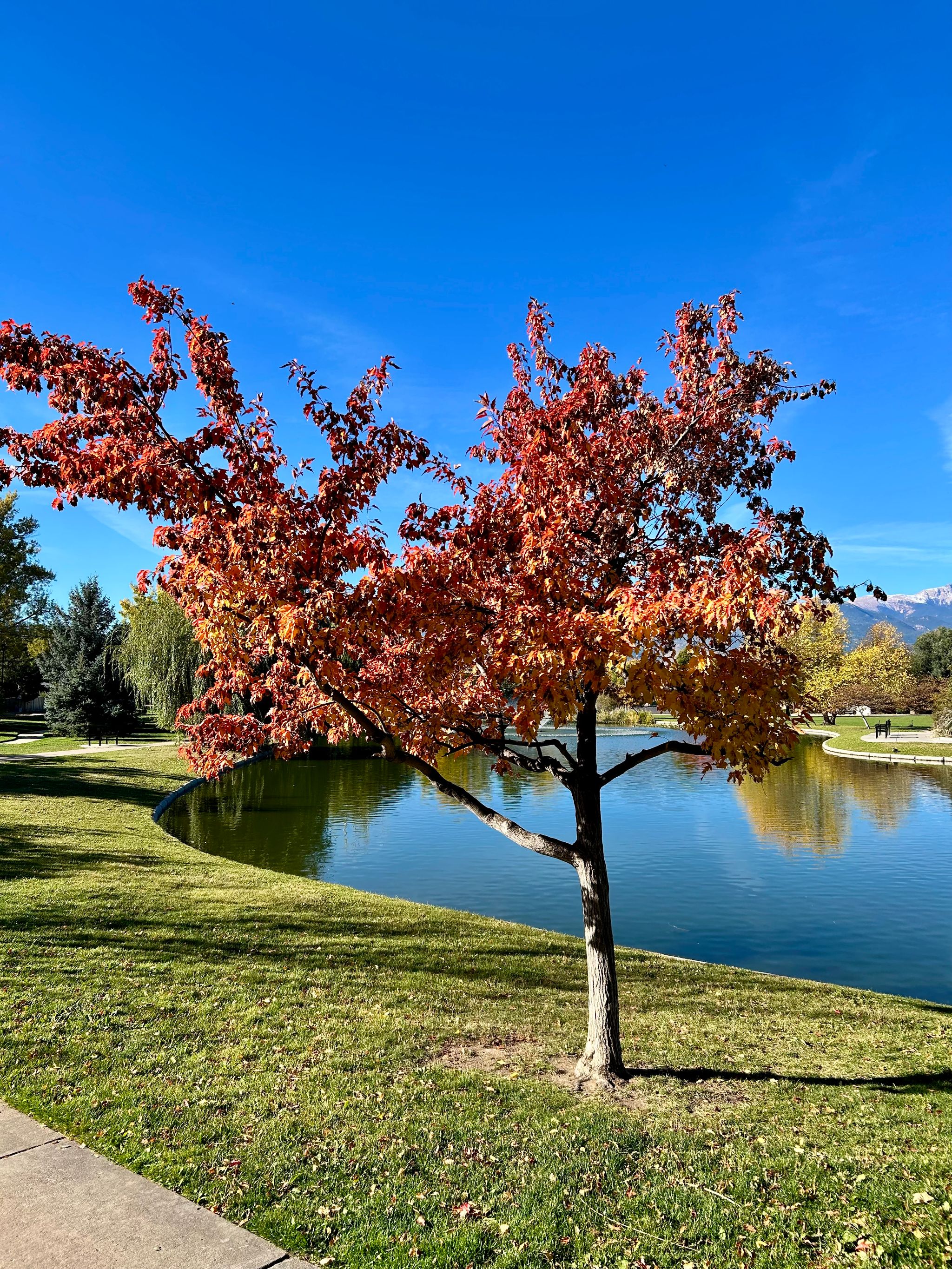 Photo from "Changing leaves alone in the park"