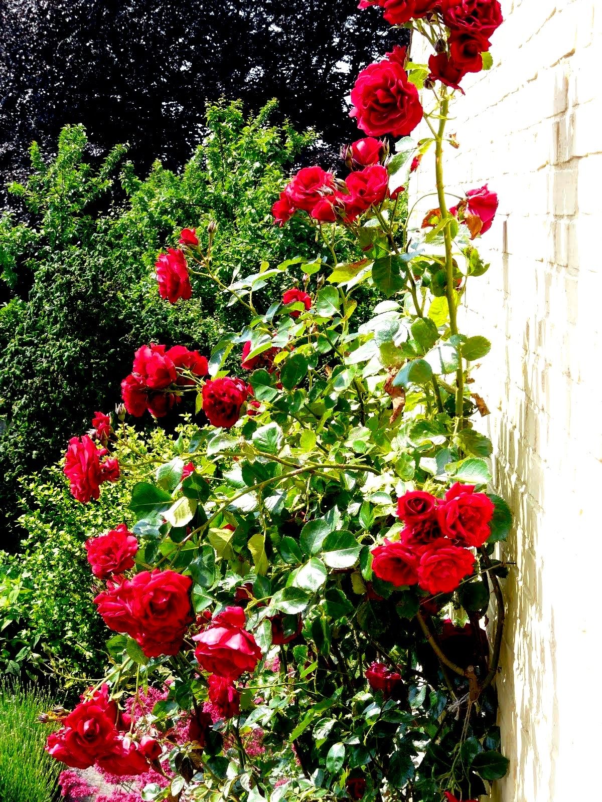 Danish roses bravely climbing a mossy stone wall in the midnight sun