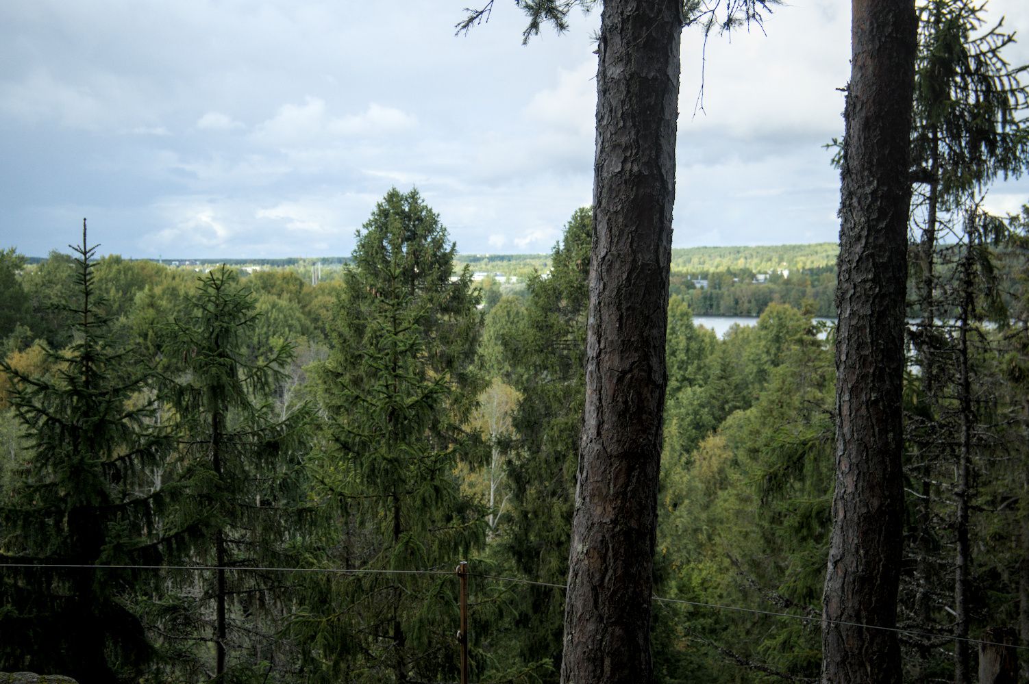 Trees