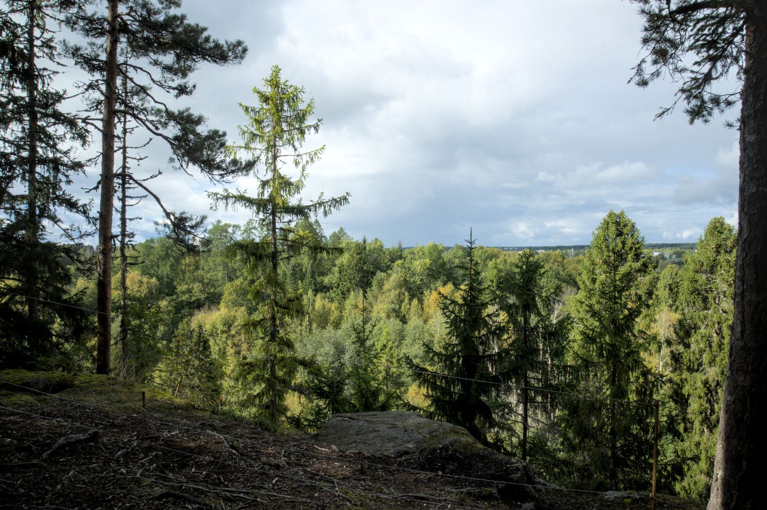 More woods, viewed from atop a cliff