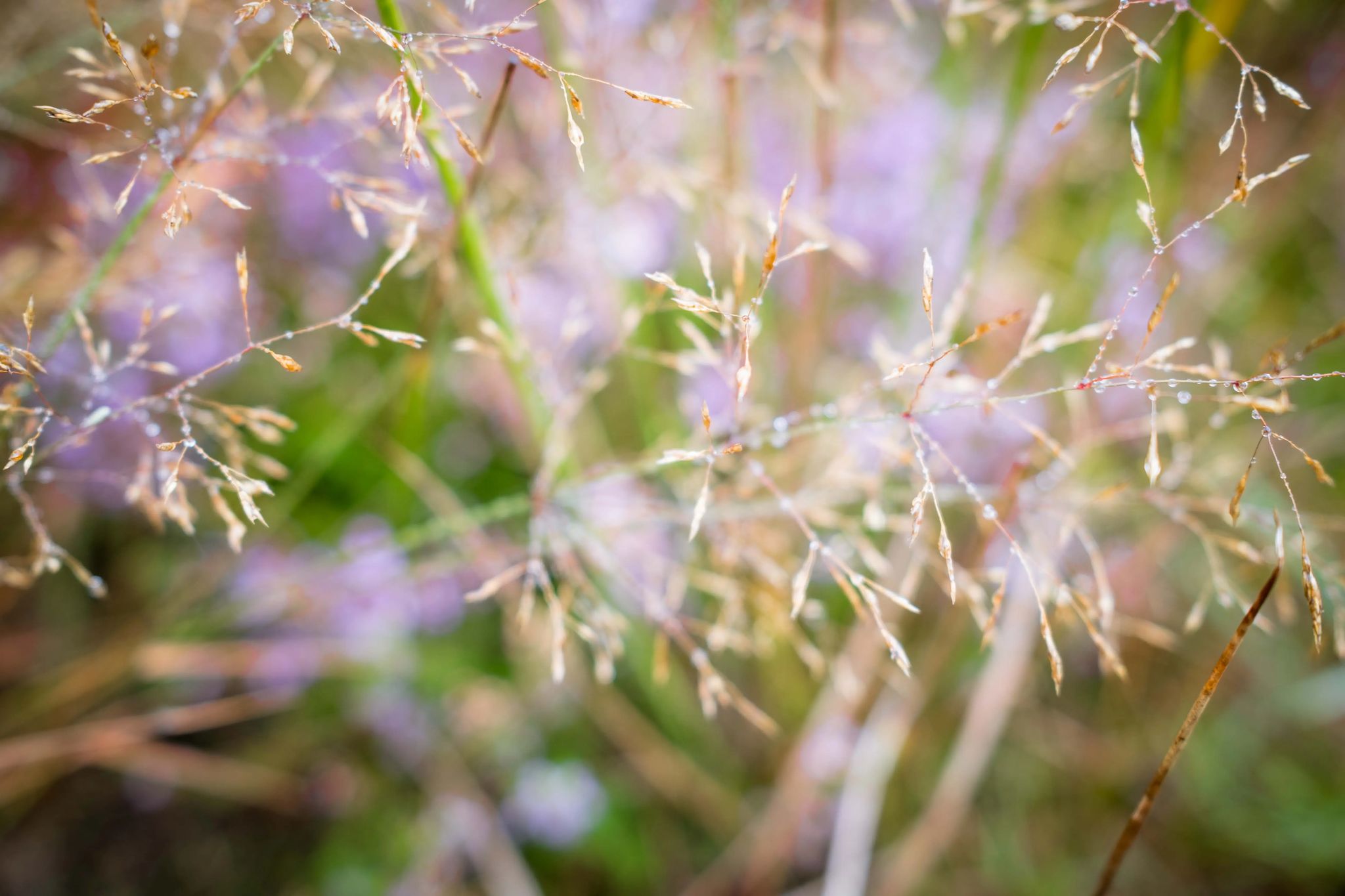 Photo from "A Rainy Walk in the Ardennes"
