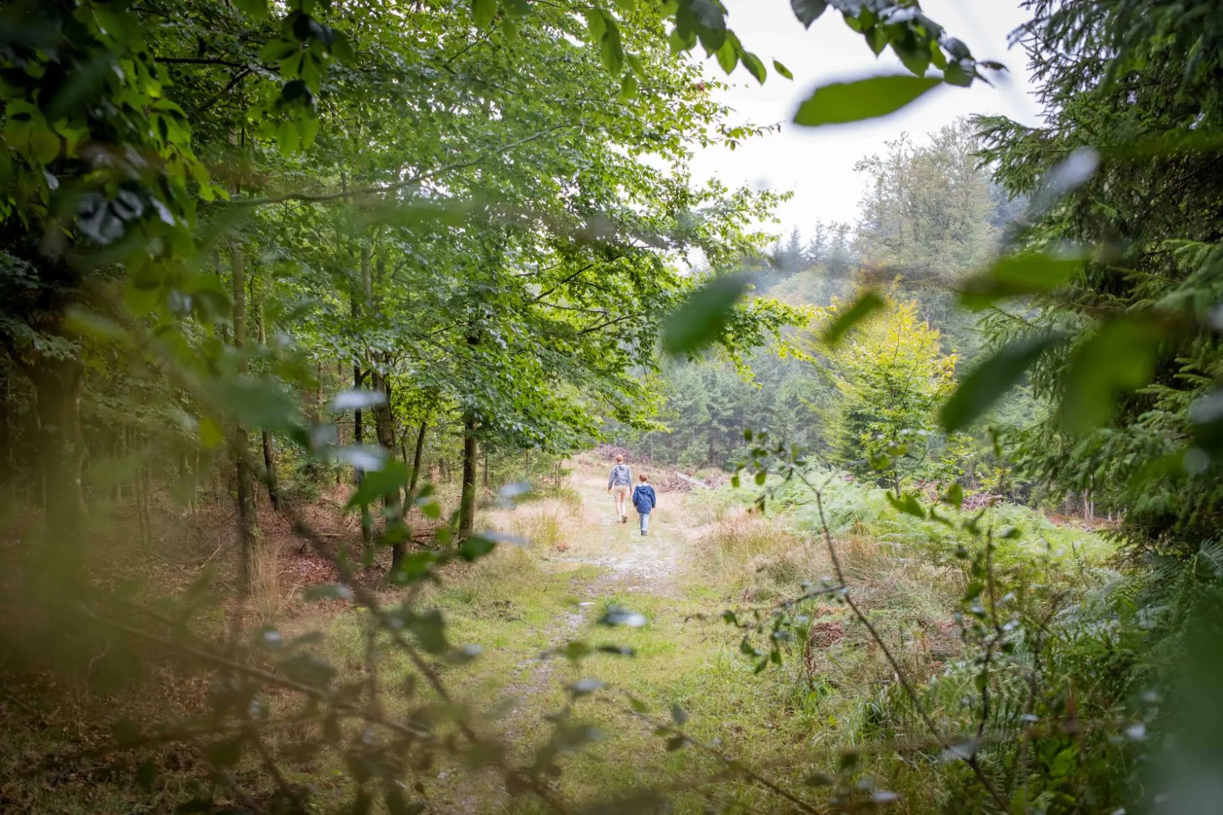 Photo from "A Rainy Walk in the Ardennes"