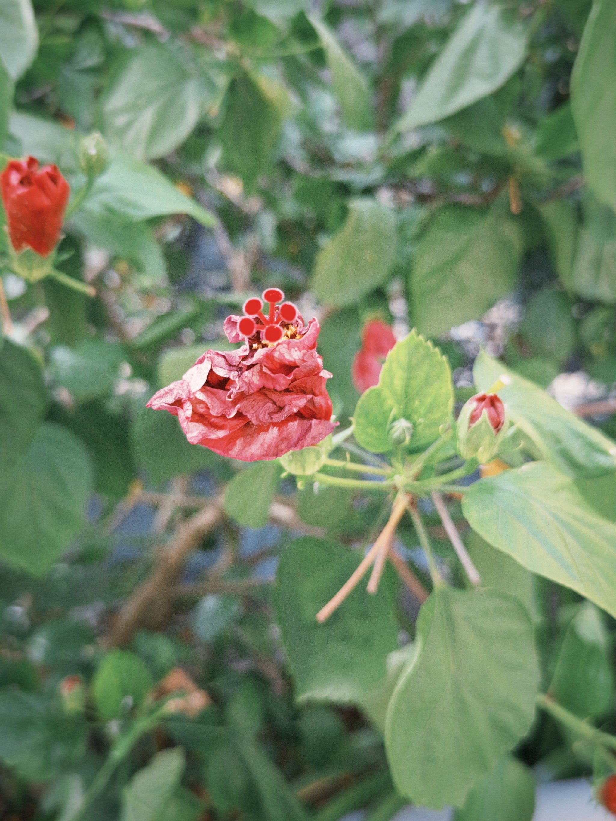 雌雄蕊同柱