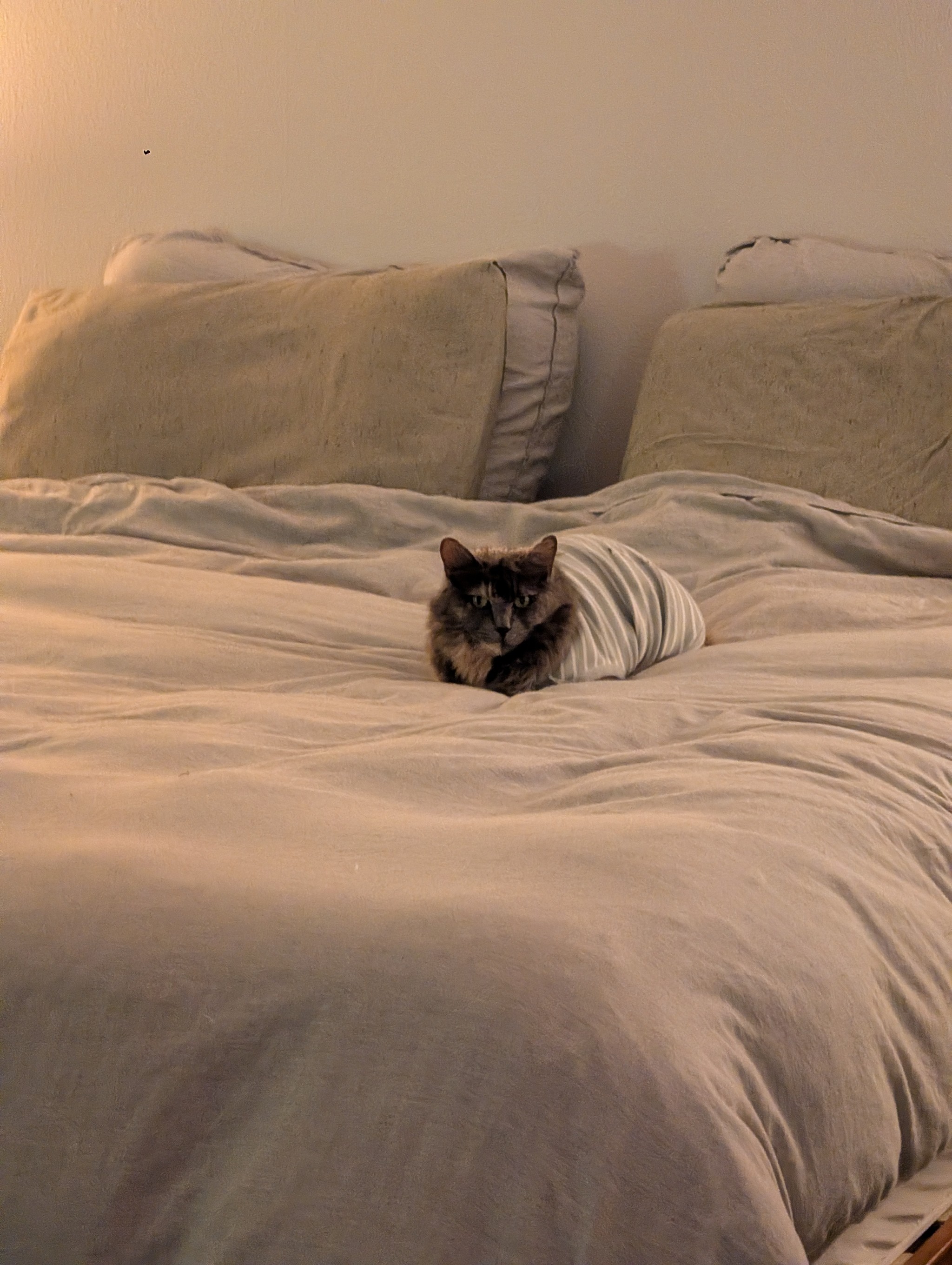 cat on a bed, photo by leaf
