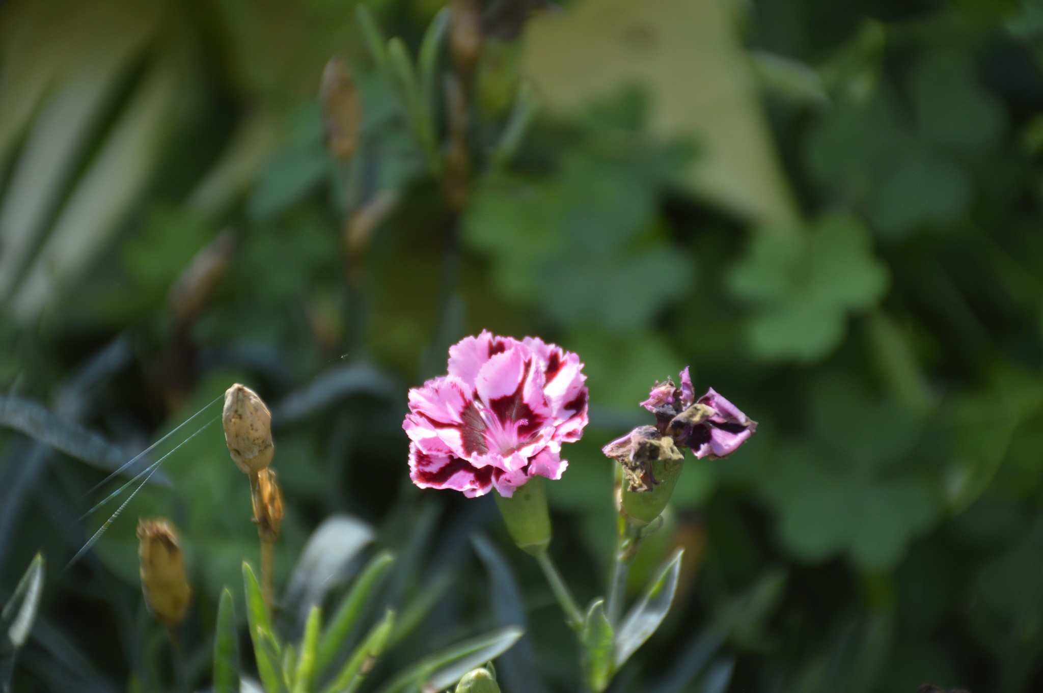 a pink flower surrounded by lush green leaves