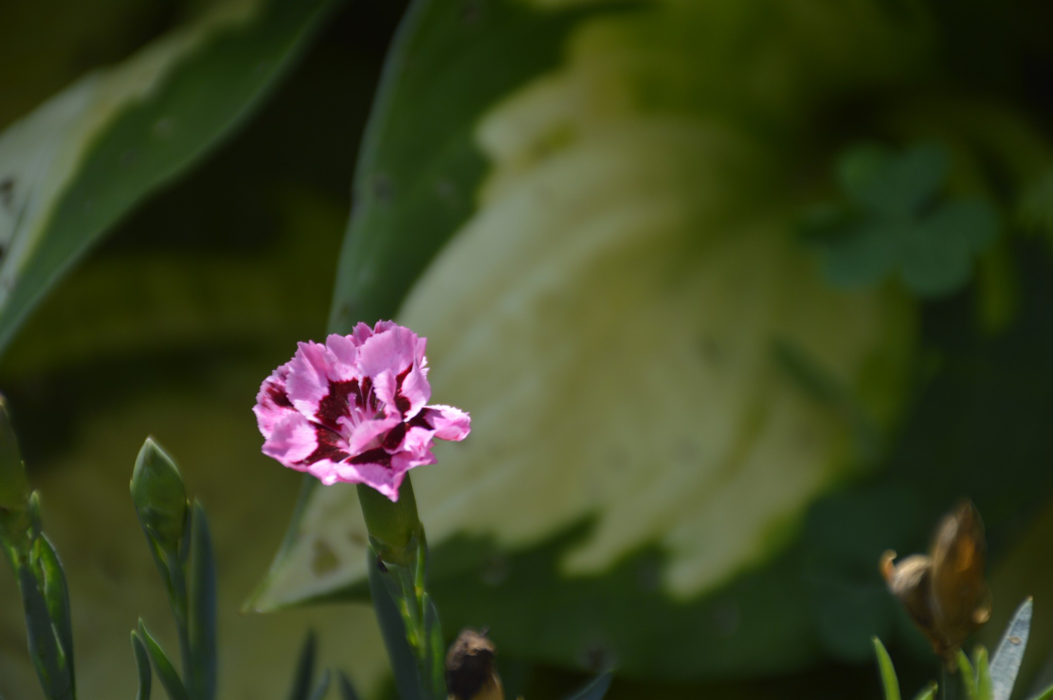 a pink flower surrounded by lush green leaves