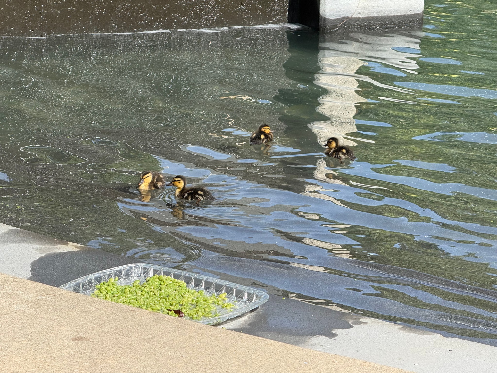 Darling Ducklings, photo by Matthew's Moments