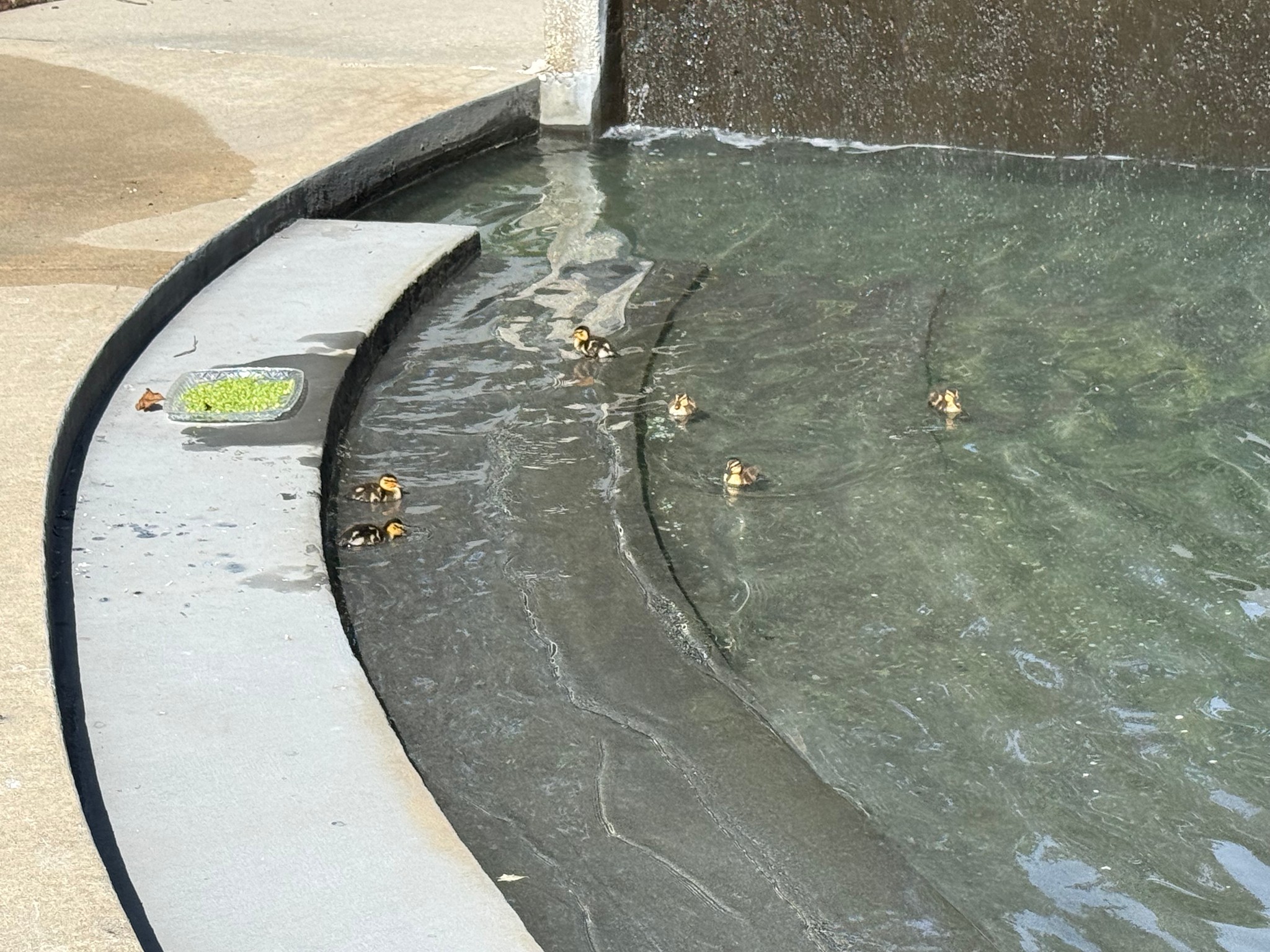 Darling Ducklings, photo by Matthew's Moments