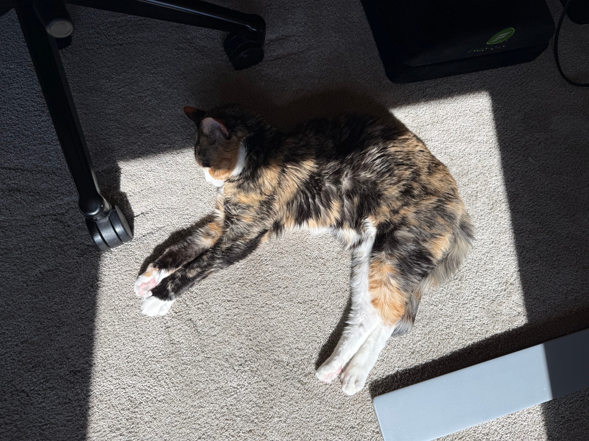 Soaking Up the Sun, photo by Matthew's Moments