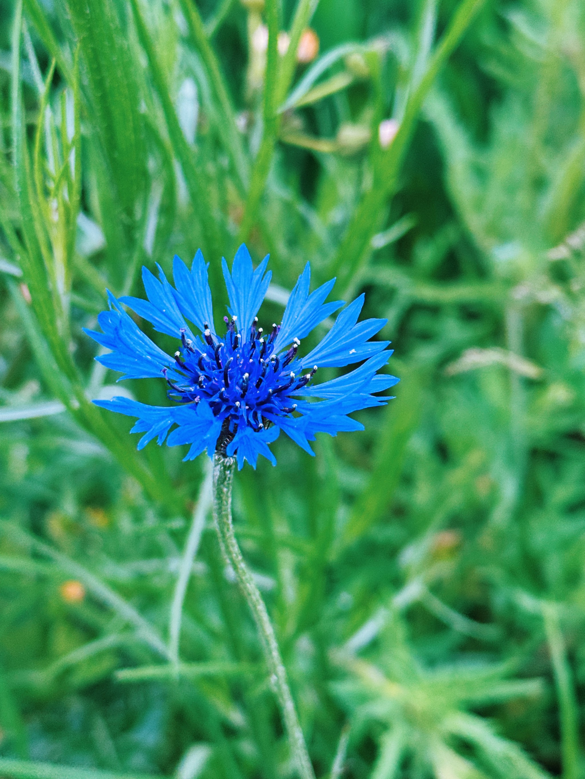 my favorite meadow flower