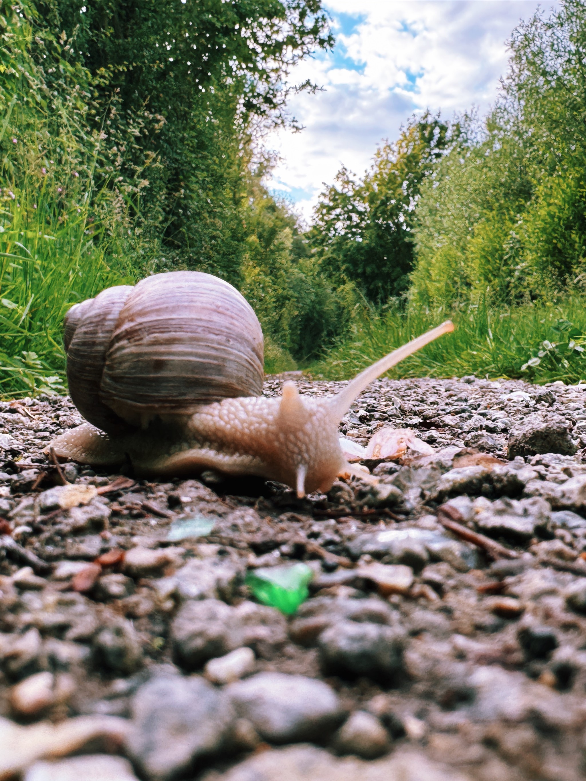 watch out, snail crossing