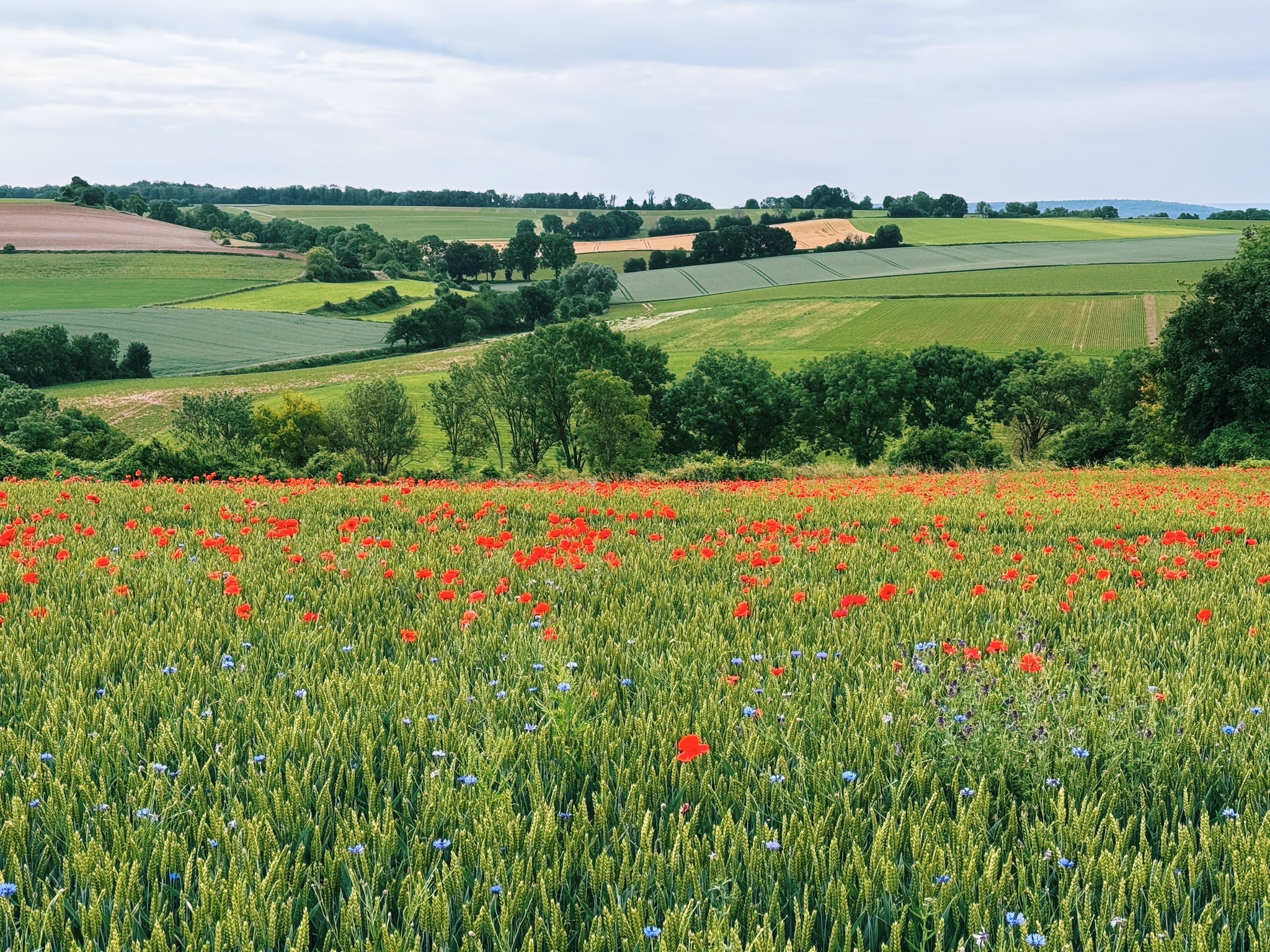 poppy fields forever