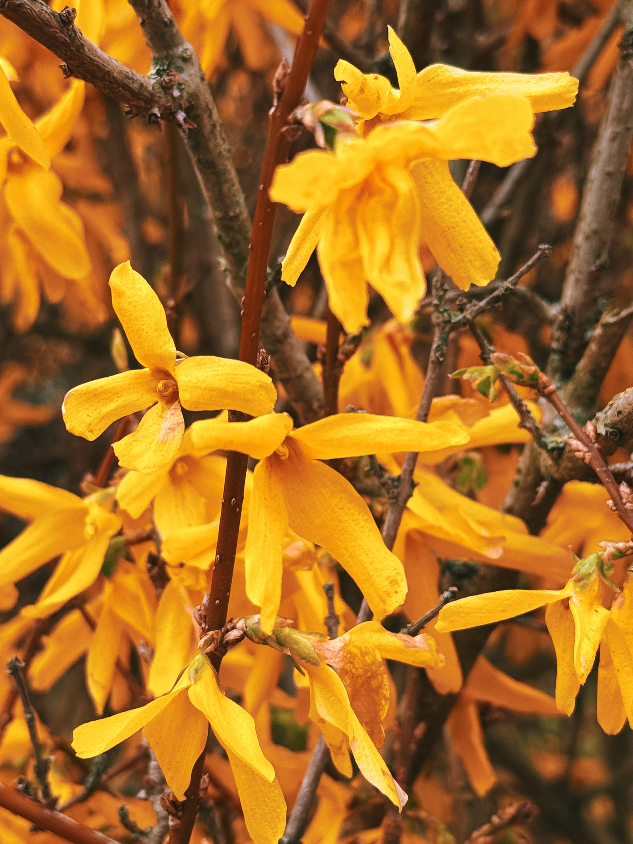 forsythia