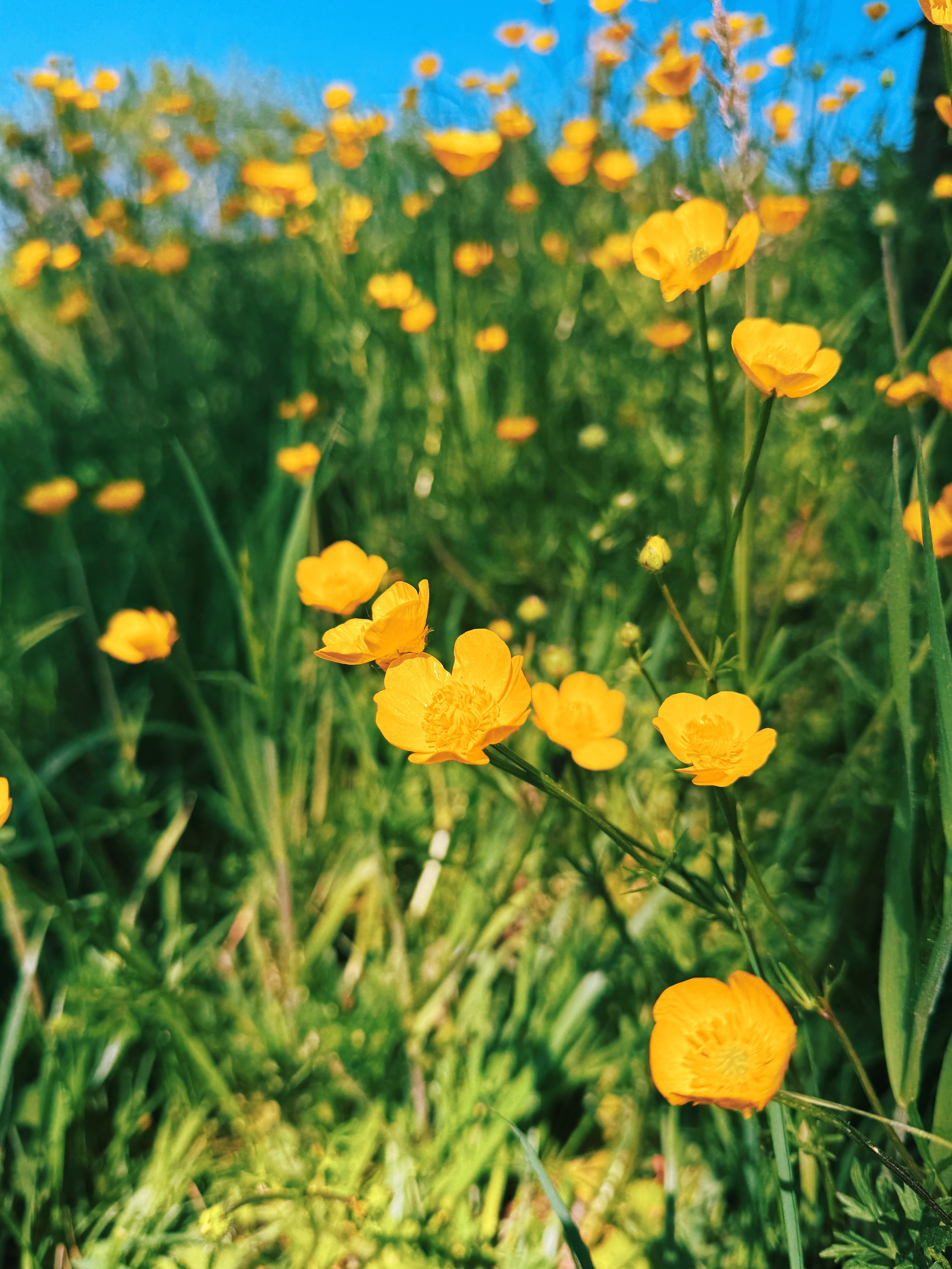 buttercup