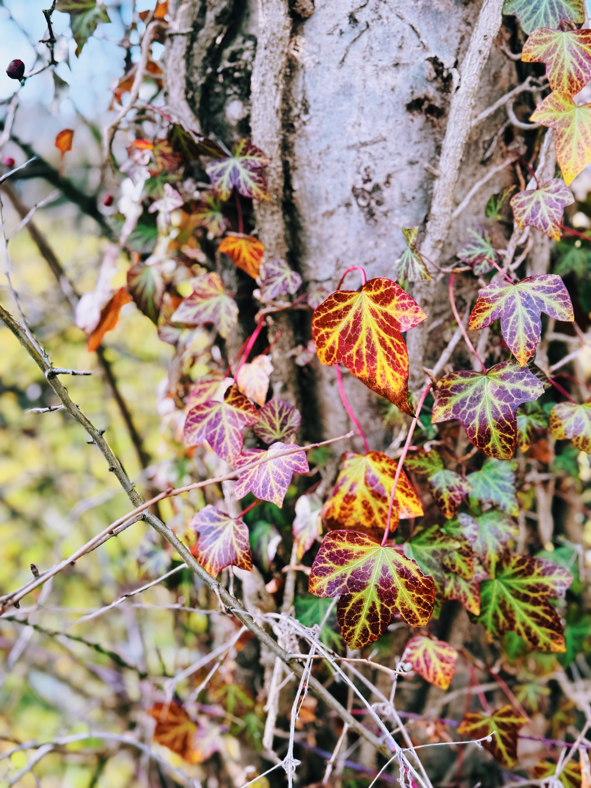 nature is slowly waking up