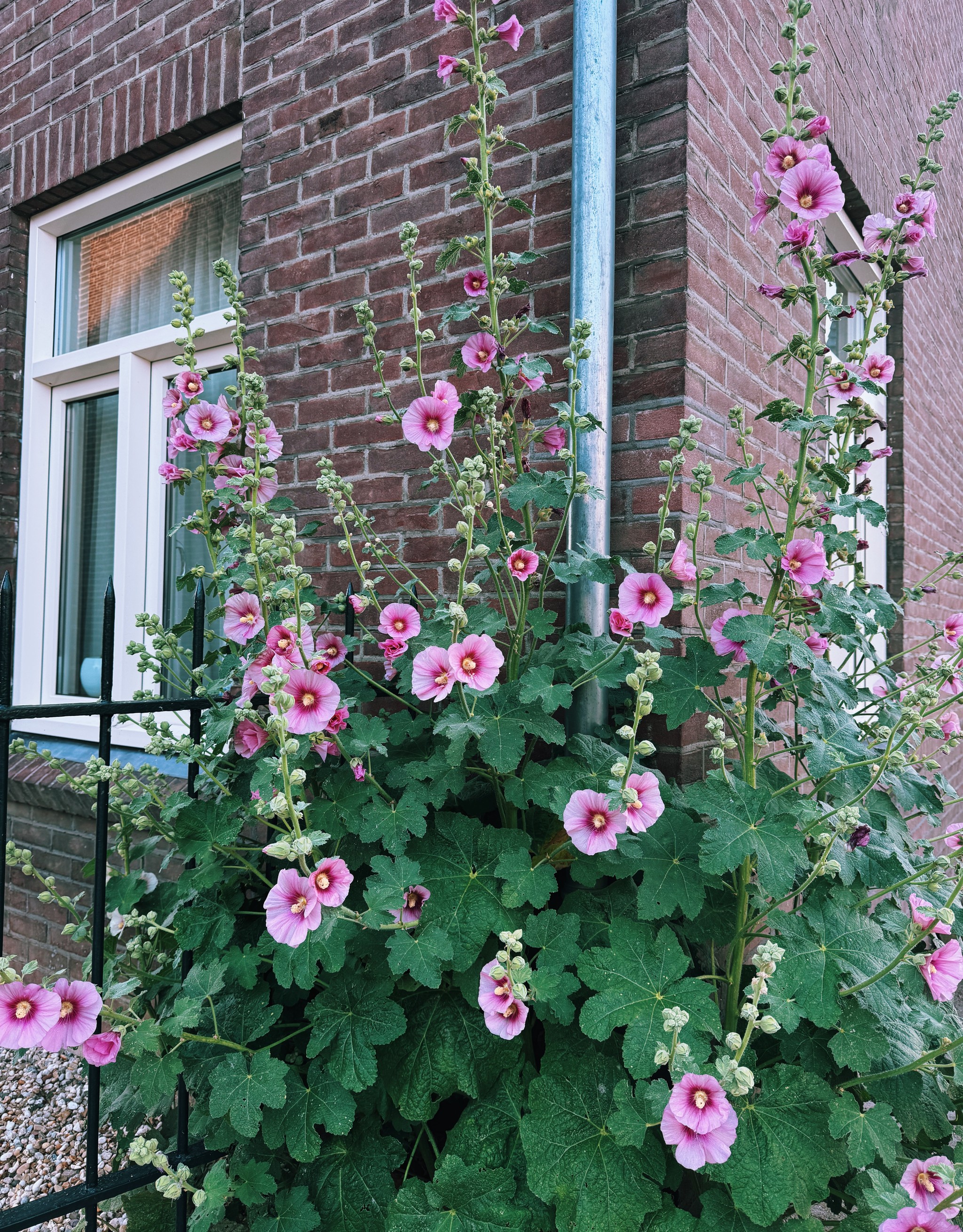 hollyhock season officially started