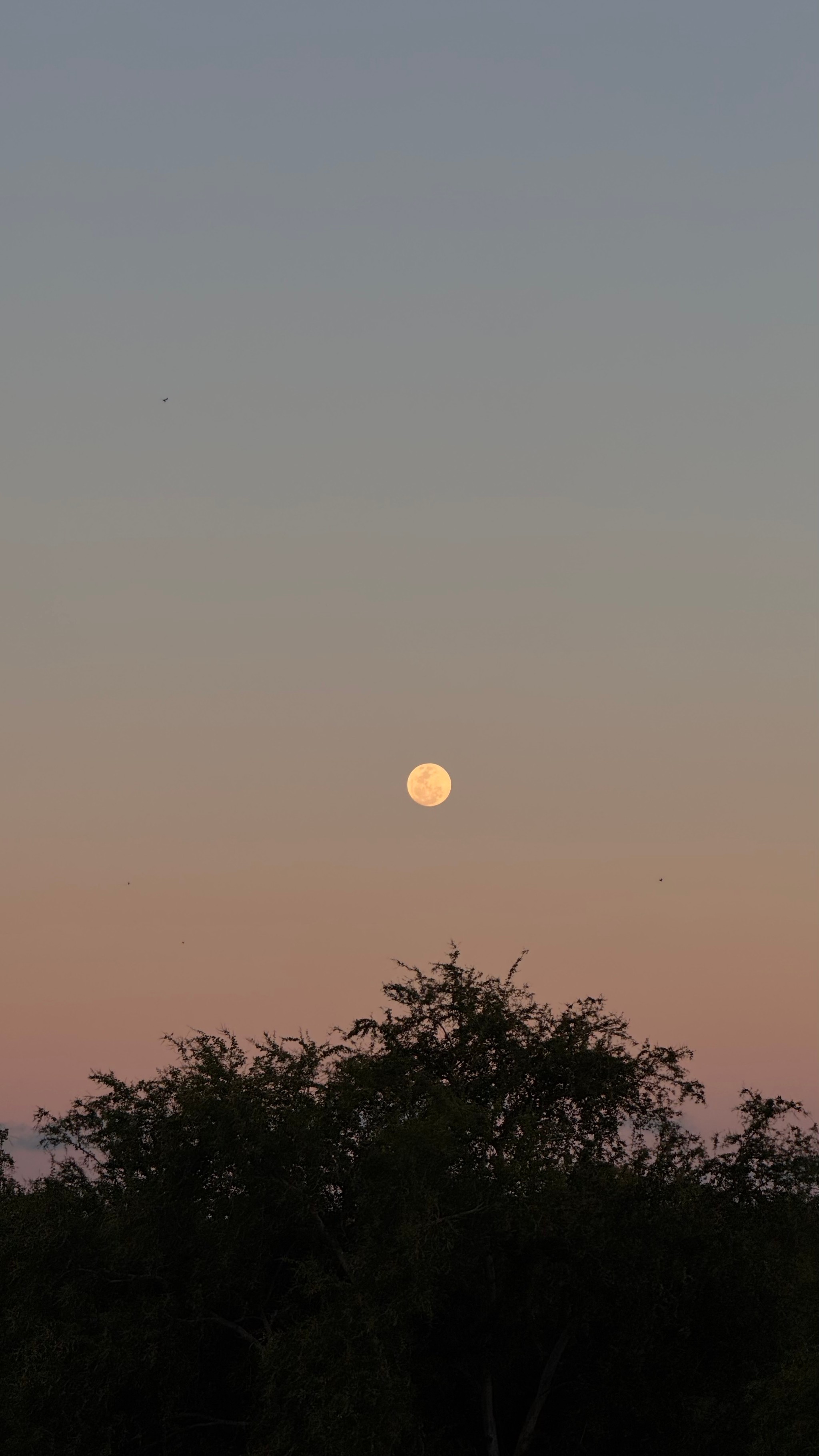 Purnama 🌕💫